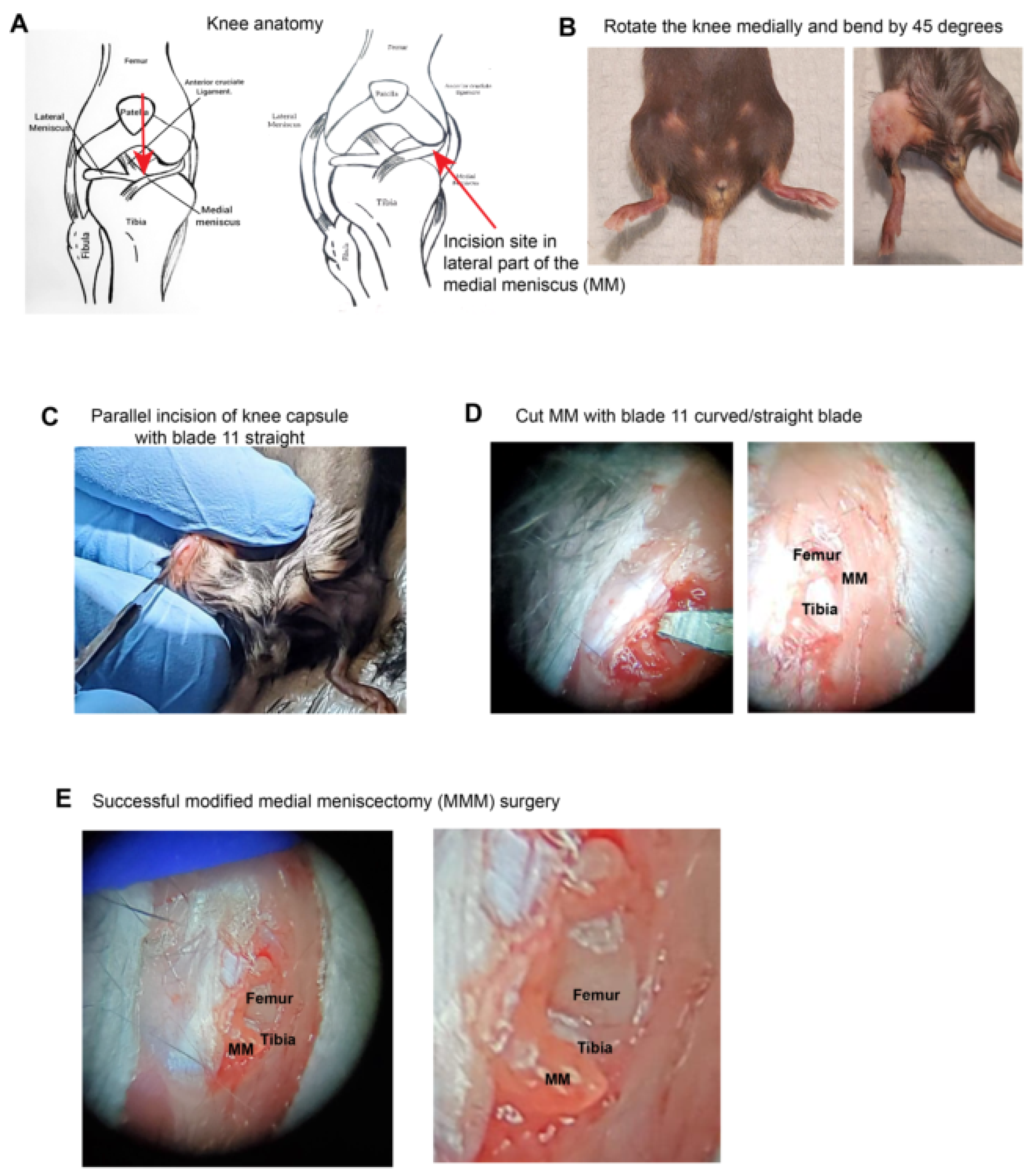 Preprints 158743 g001