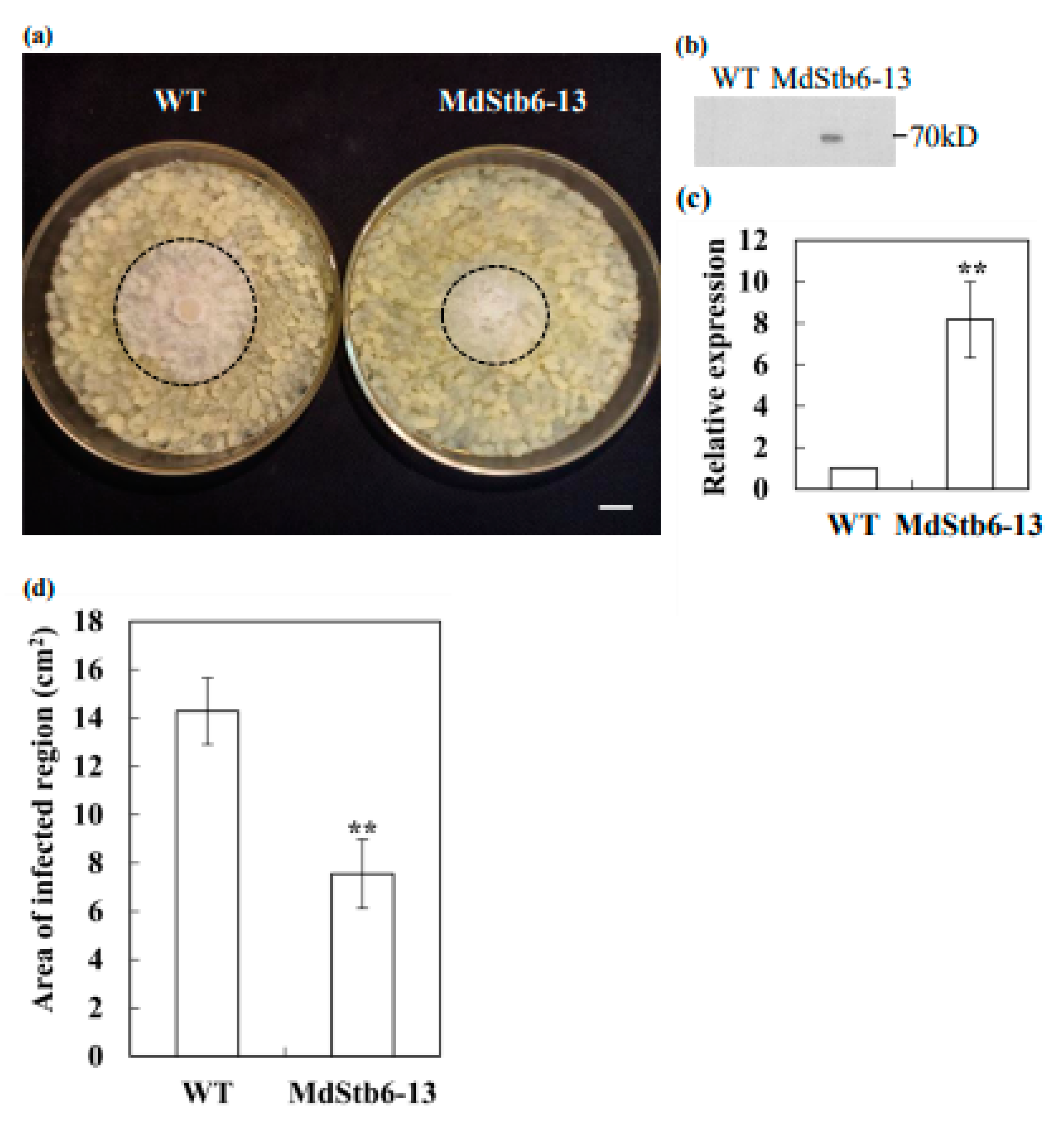 Preprints 152705 g008