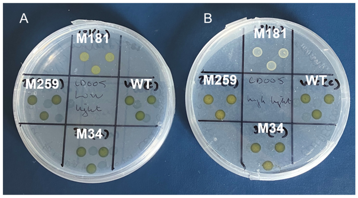Preprints 223424 g002 Preprints 223424 g002