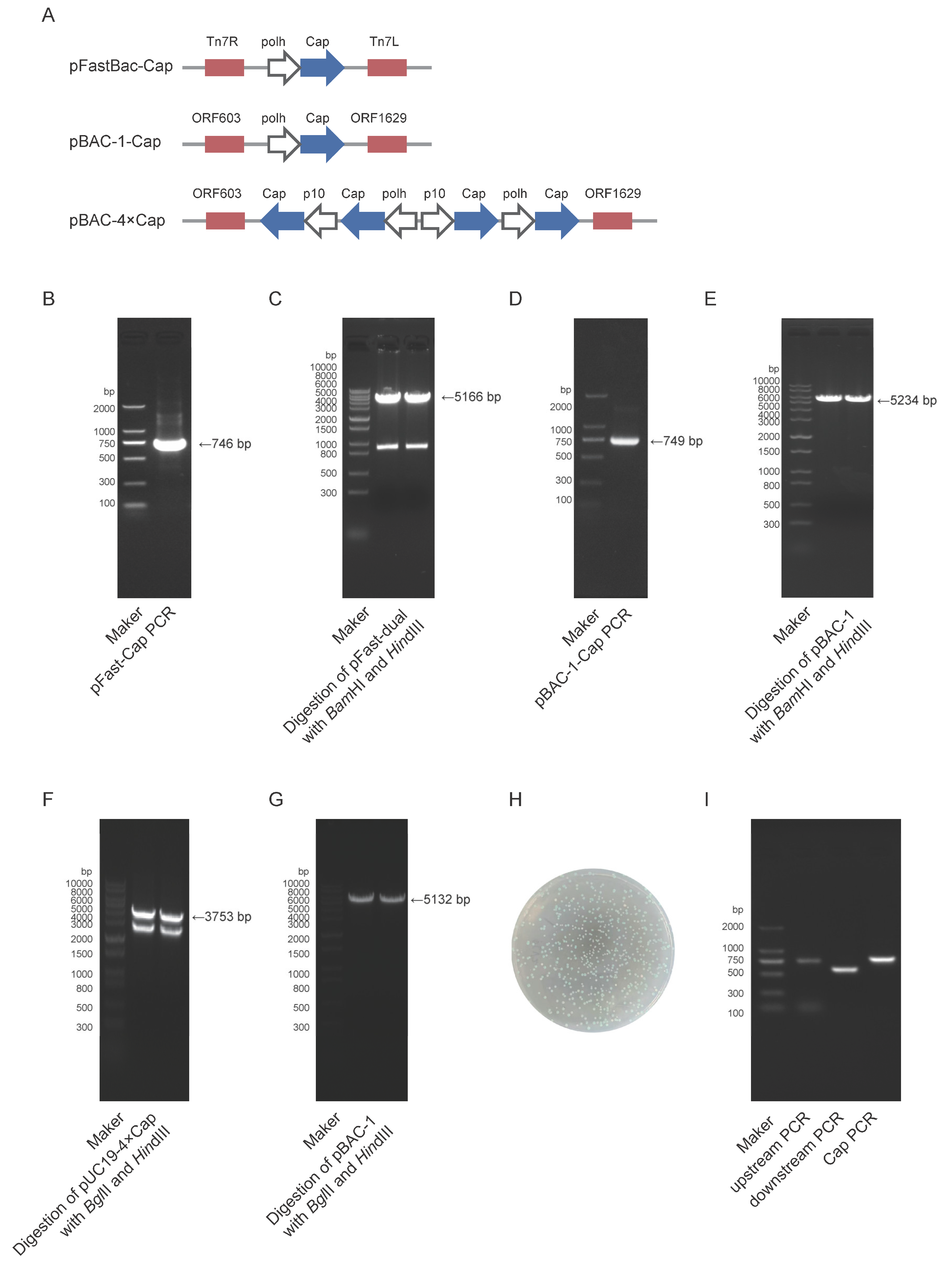 Preprints 164501 g002
