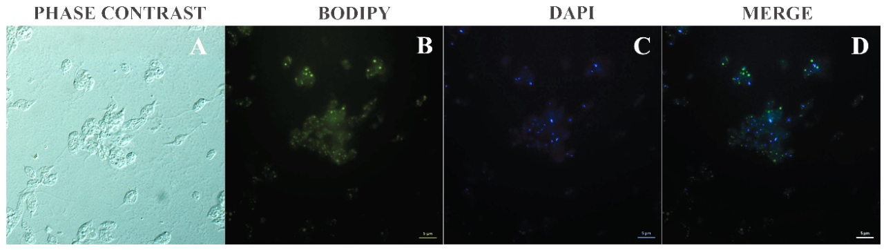Preprints 214605 g005 Preprints 214605 g005