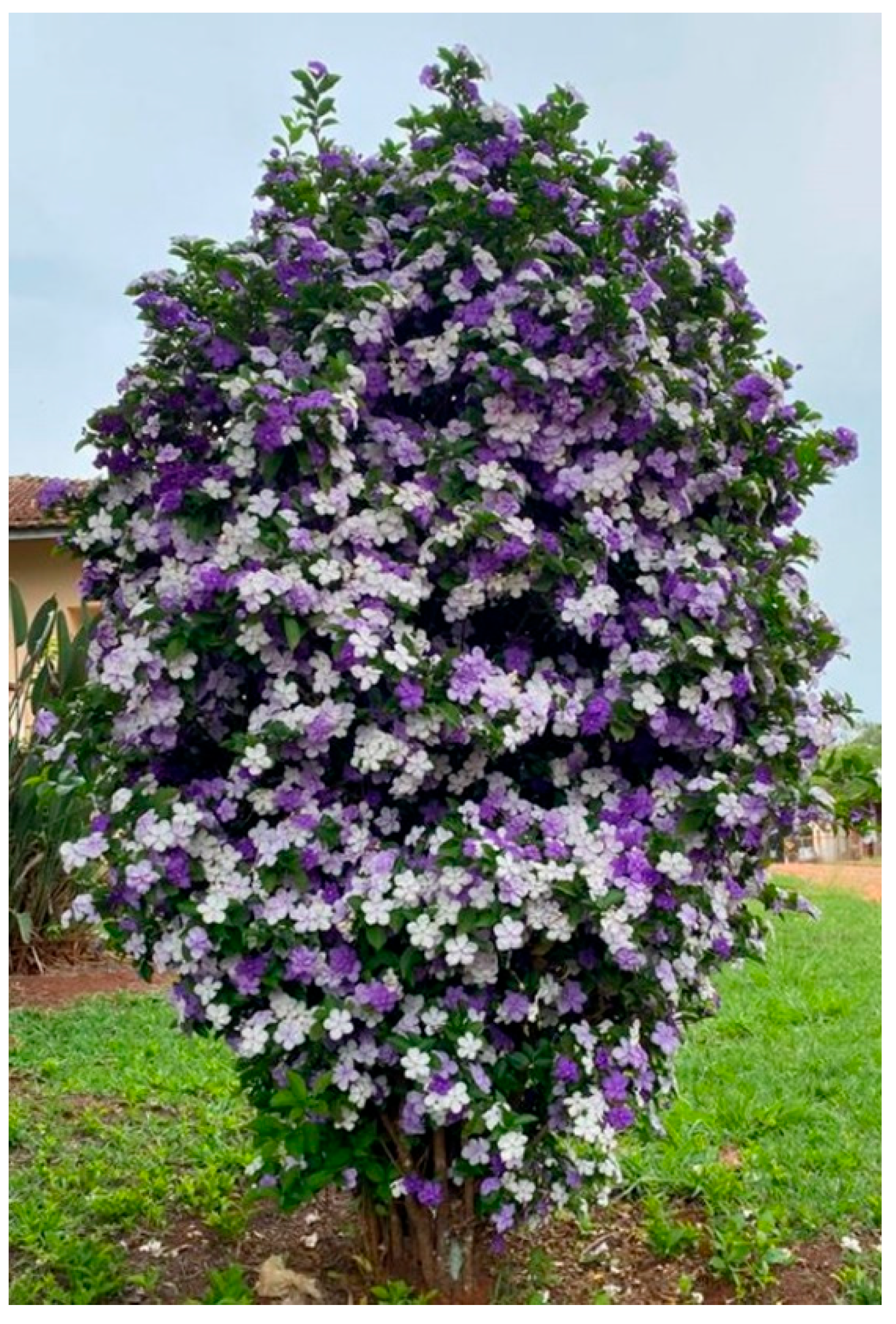 Preprints 157293 g001