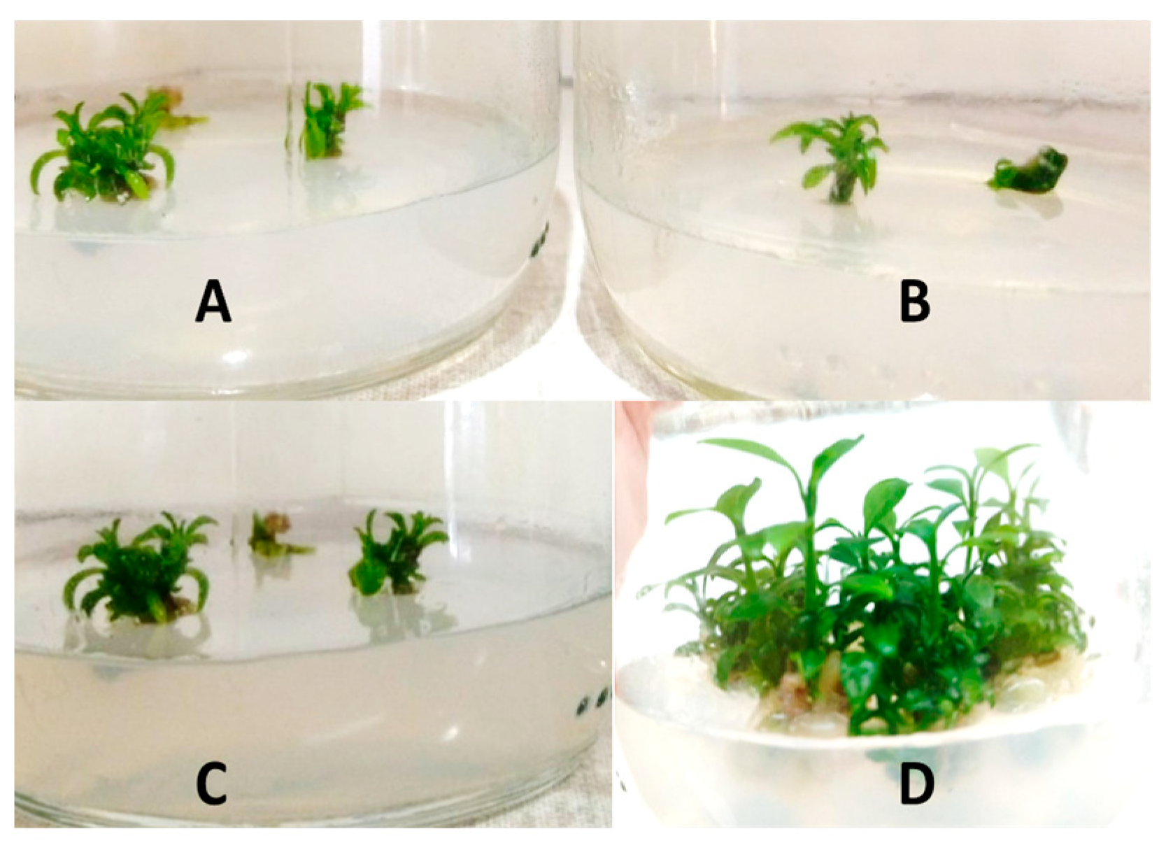 Preprints 157293 g002