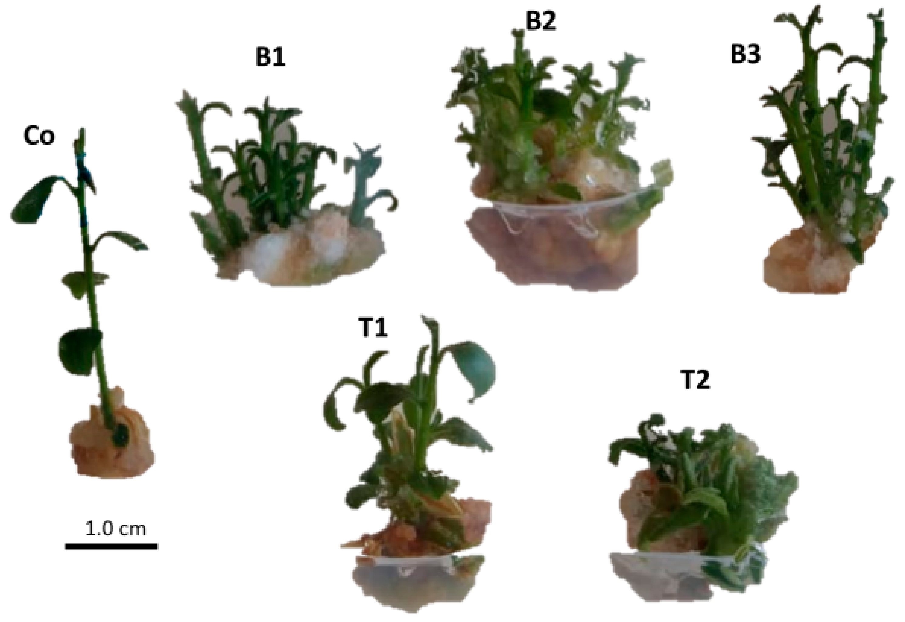 Preprints 157293 g003