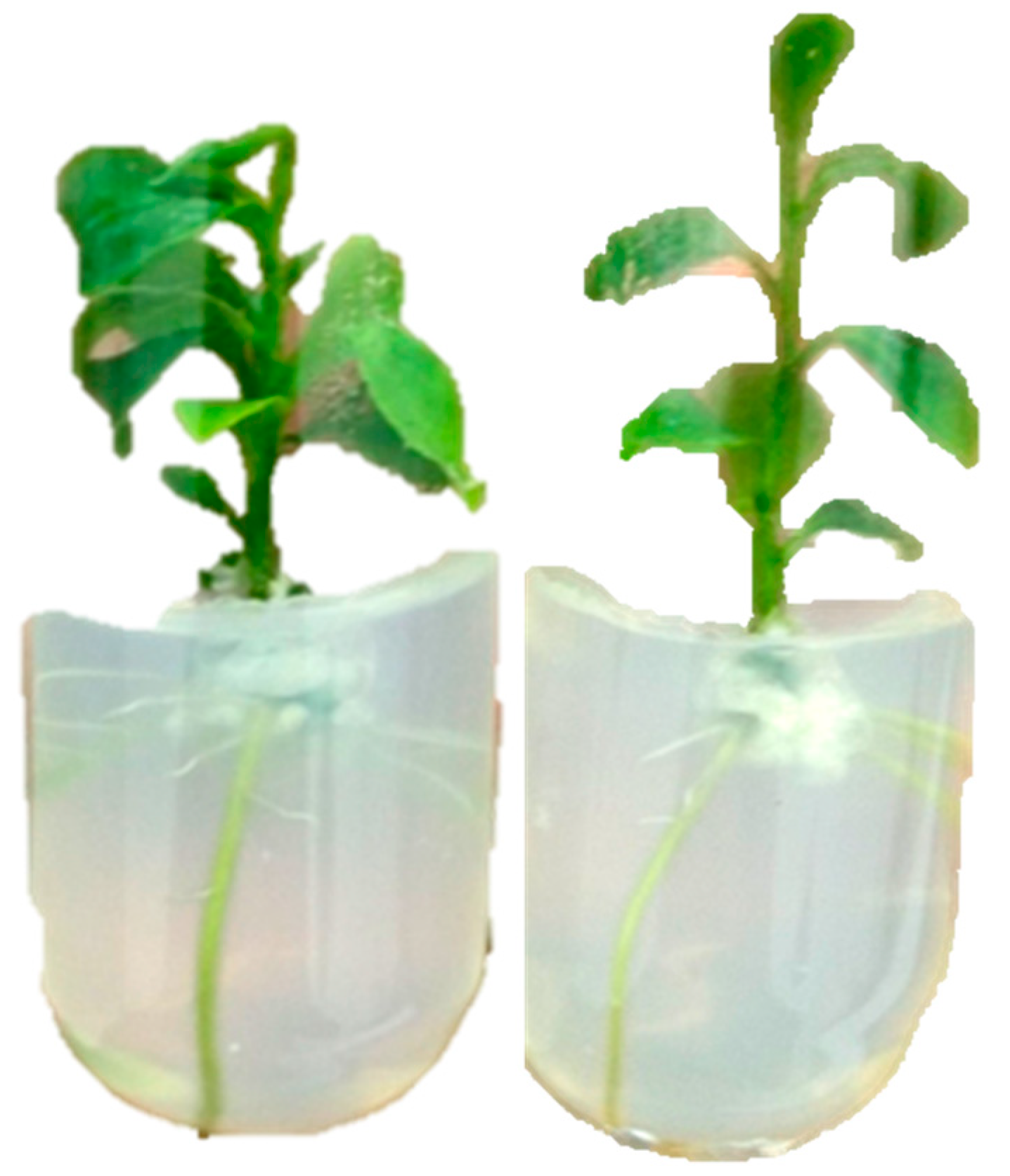 Preprints 157293 g005