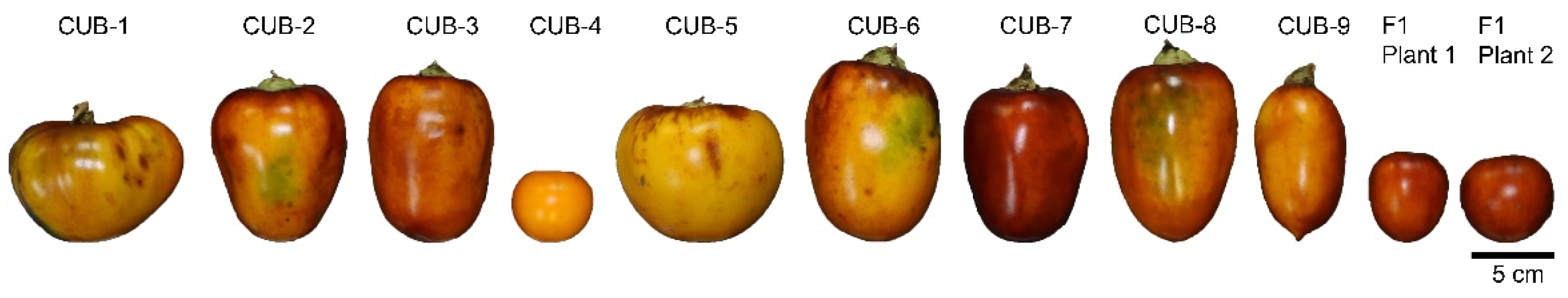 Preprints 161344 g001
