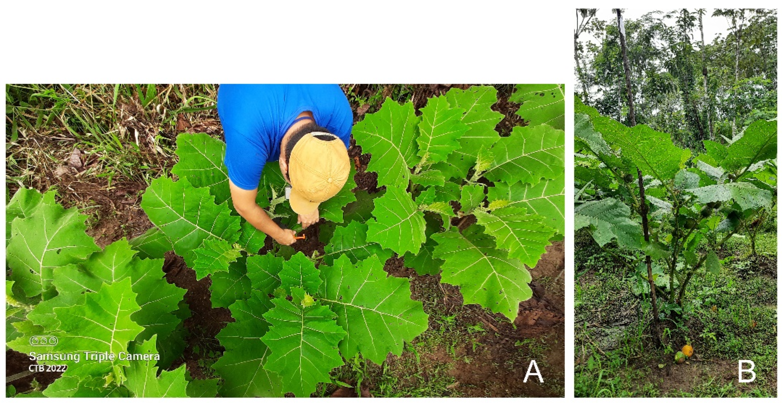 Preprints 161344 g003