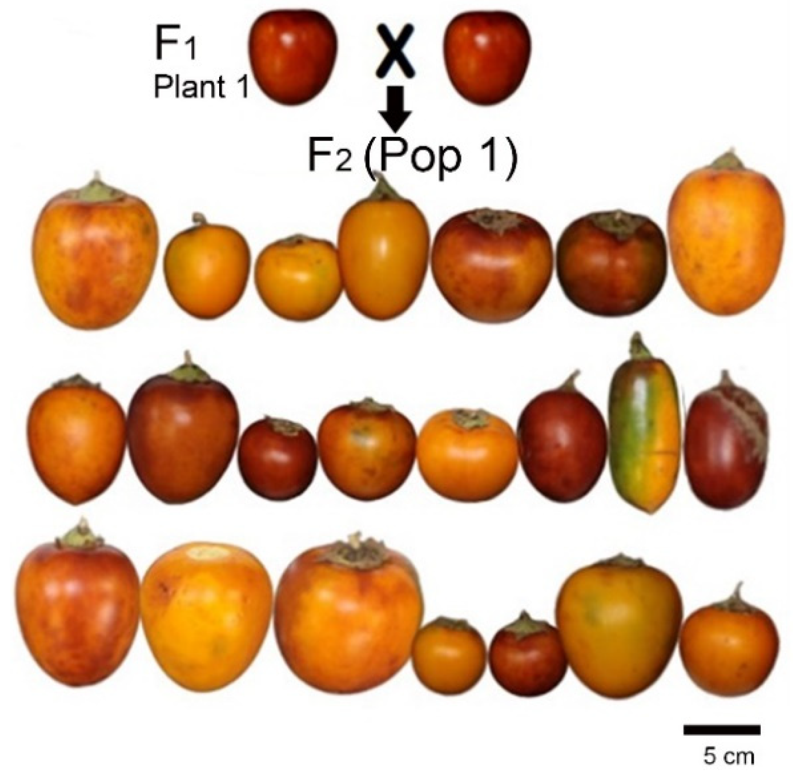 Preprints 161344 g004