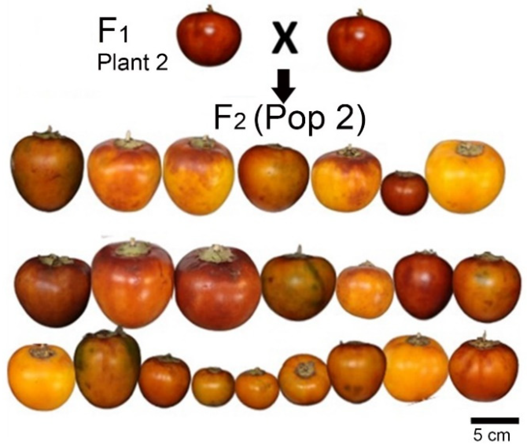Preprints 161344 g005