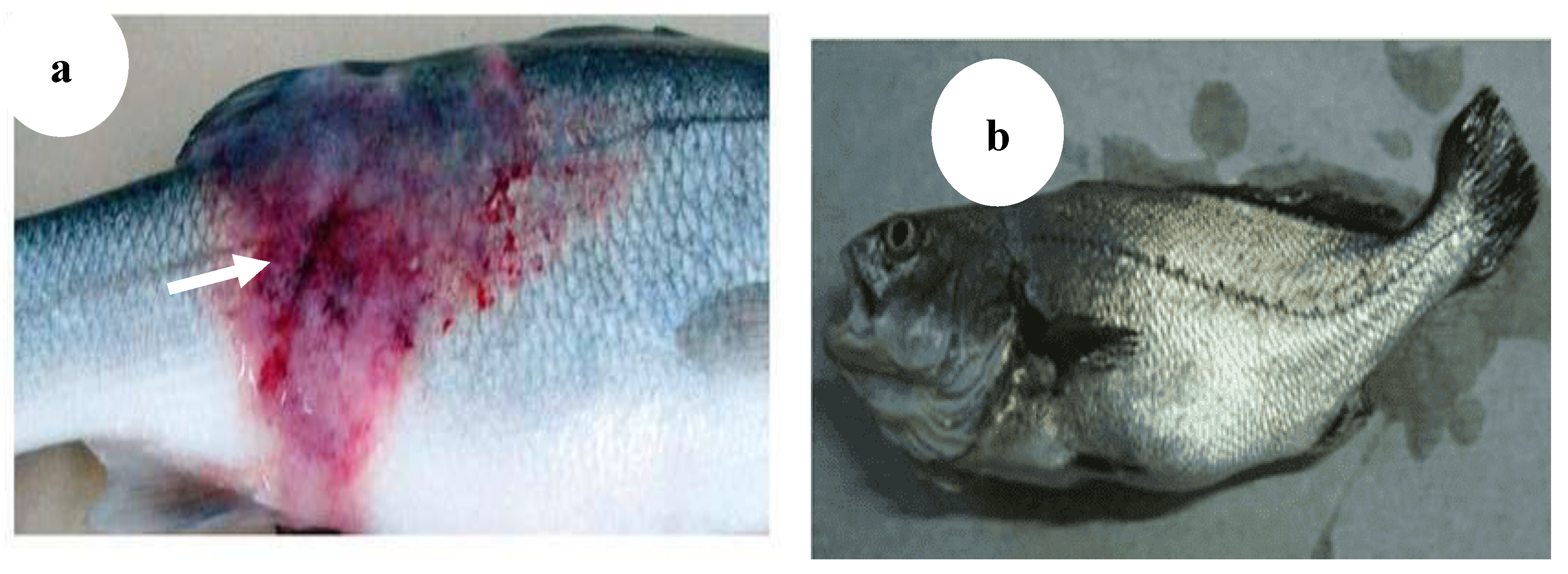 Preprints 163514 g008