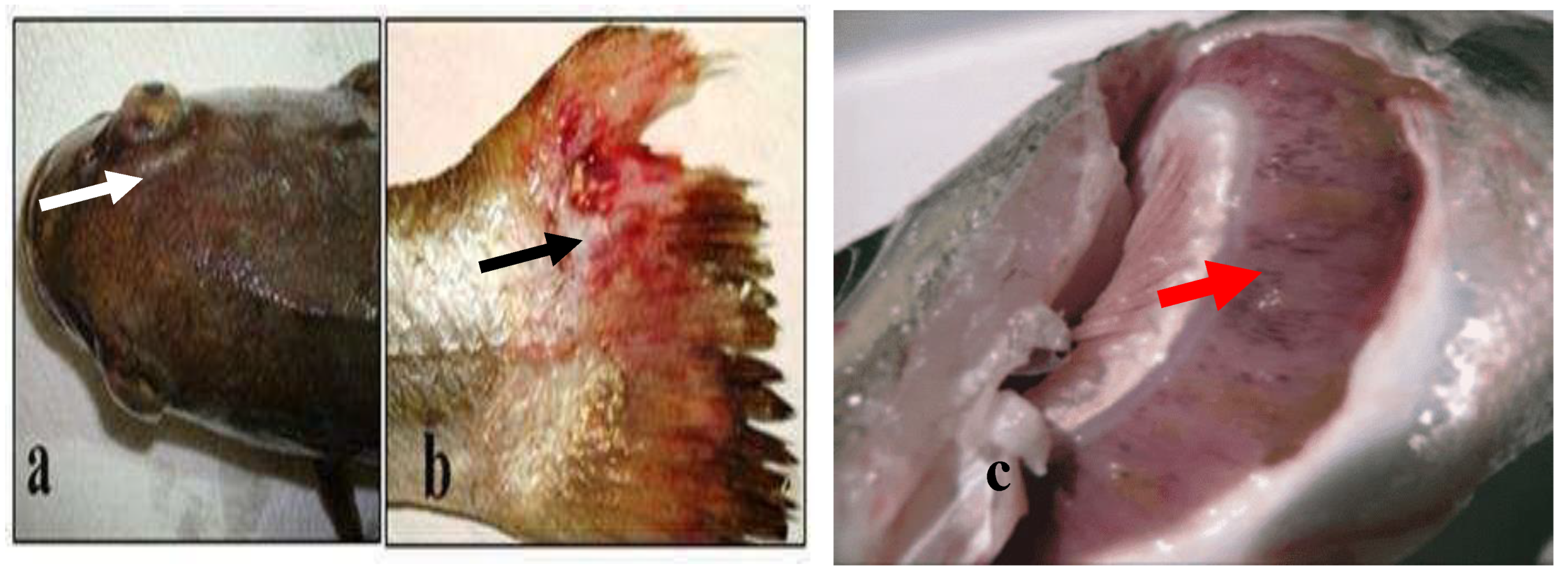 Preprints 163514 g009