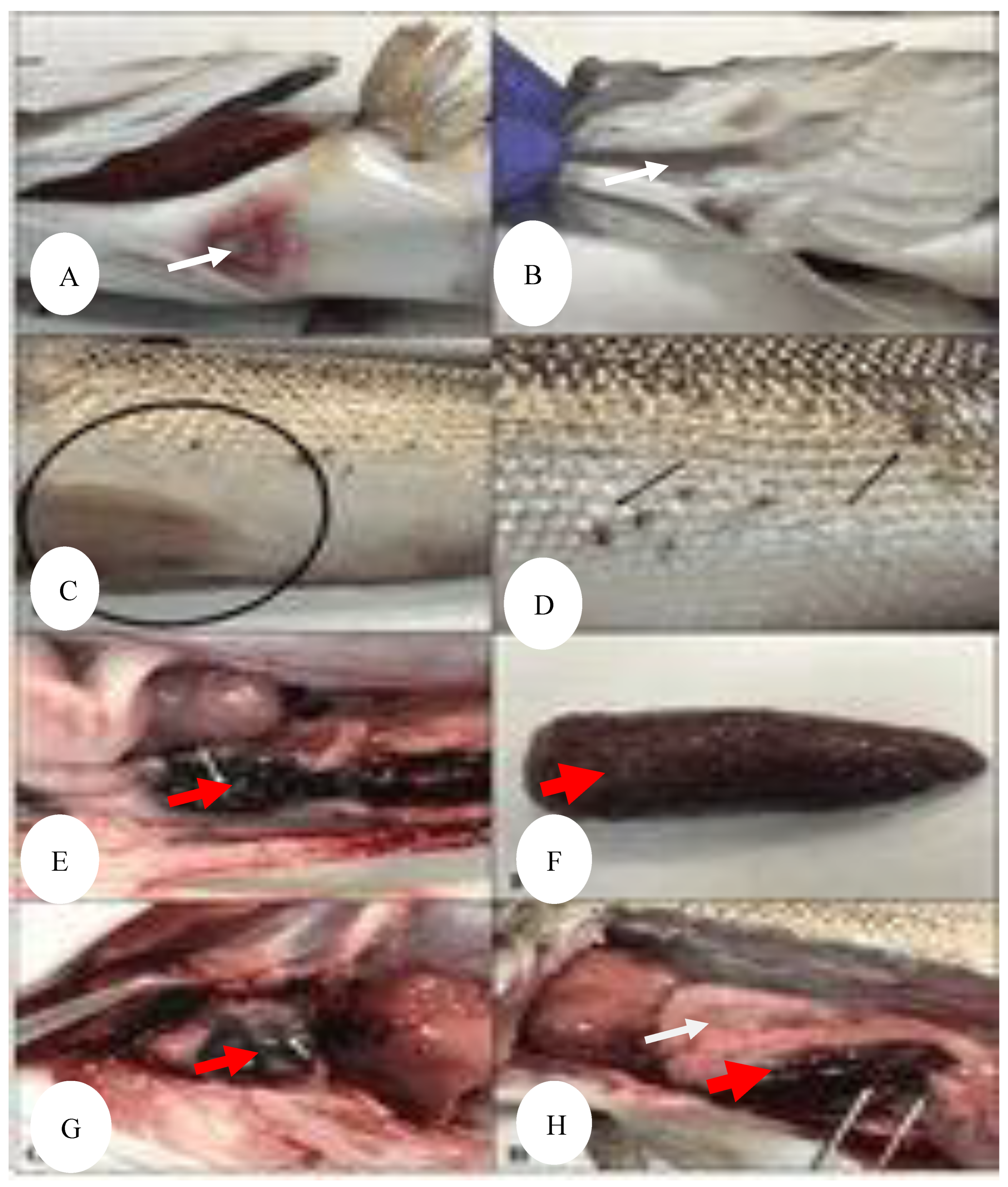 Preprints 163514 g010