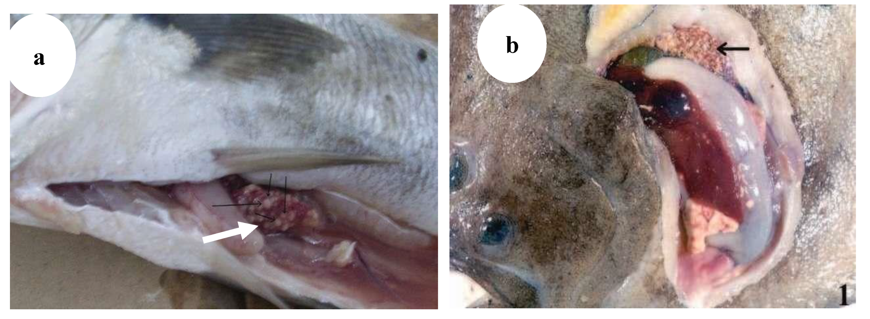 Preprints 163514 g011