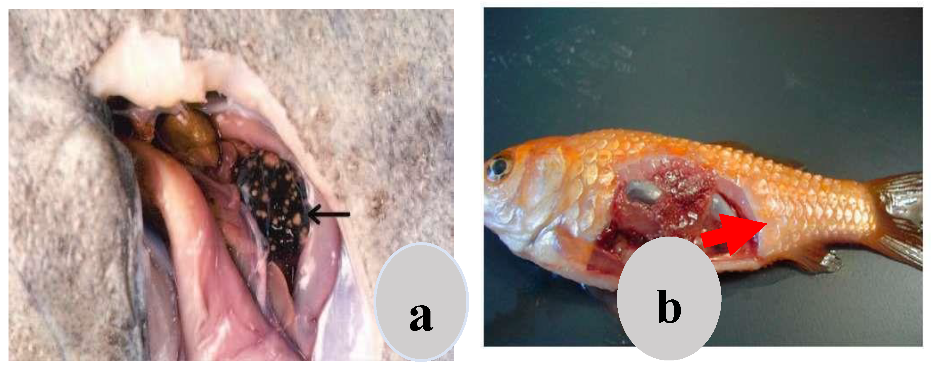 Preprints 163514 g012