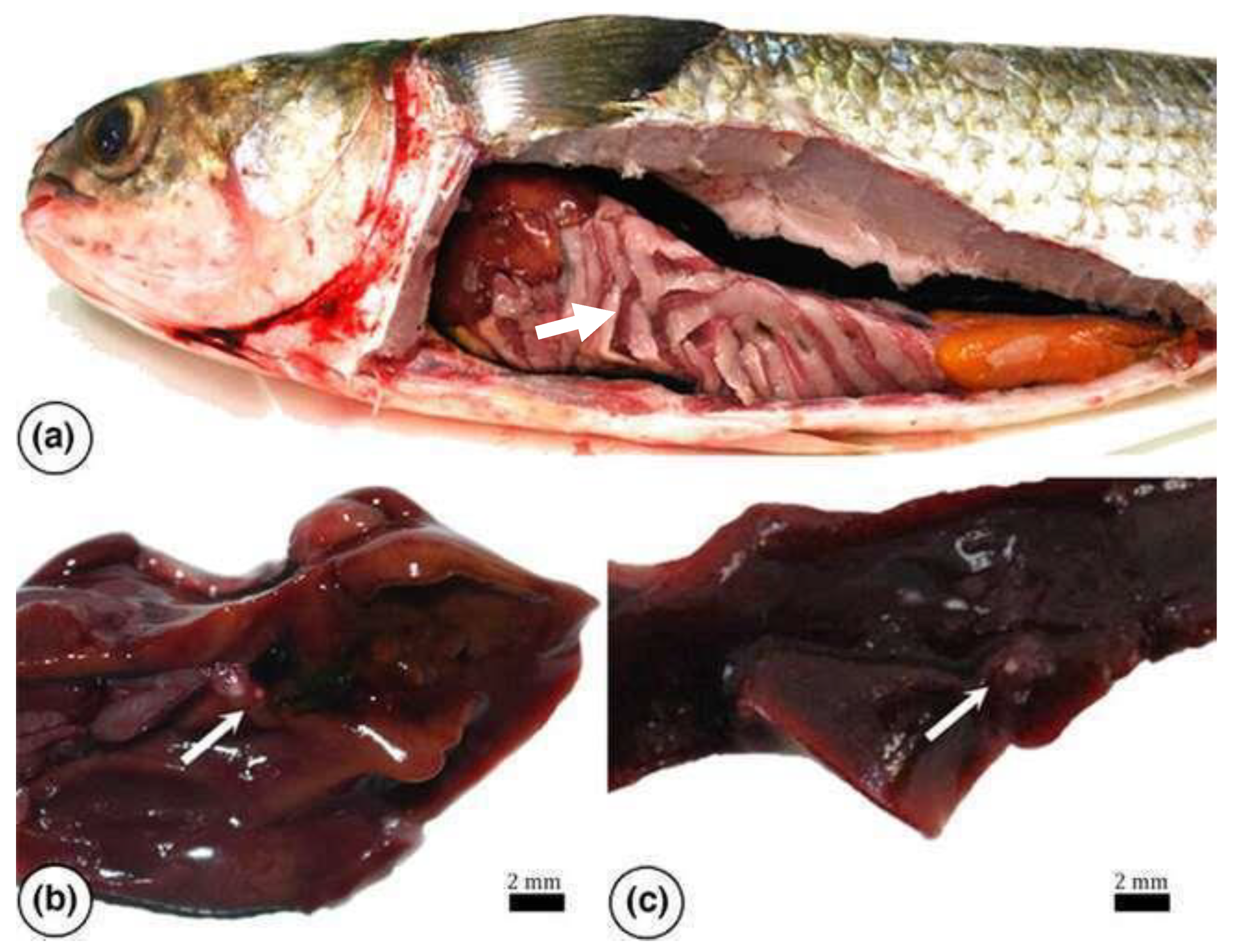 Preprints 163514 g014