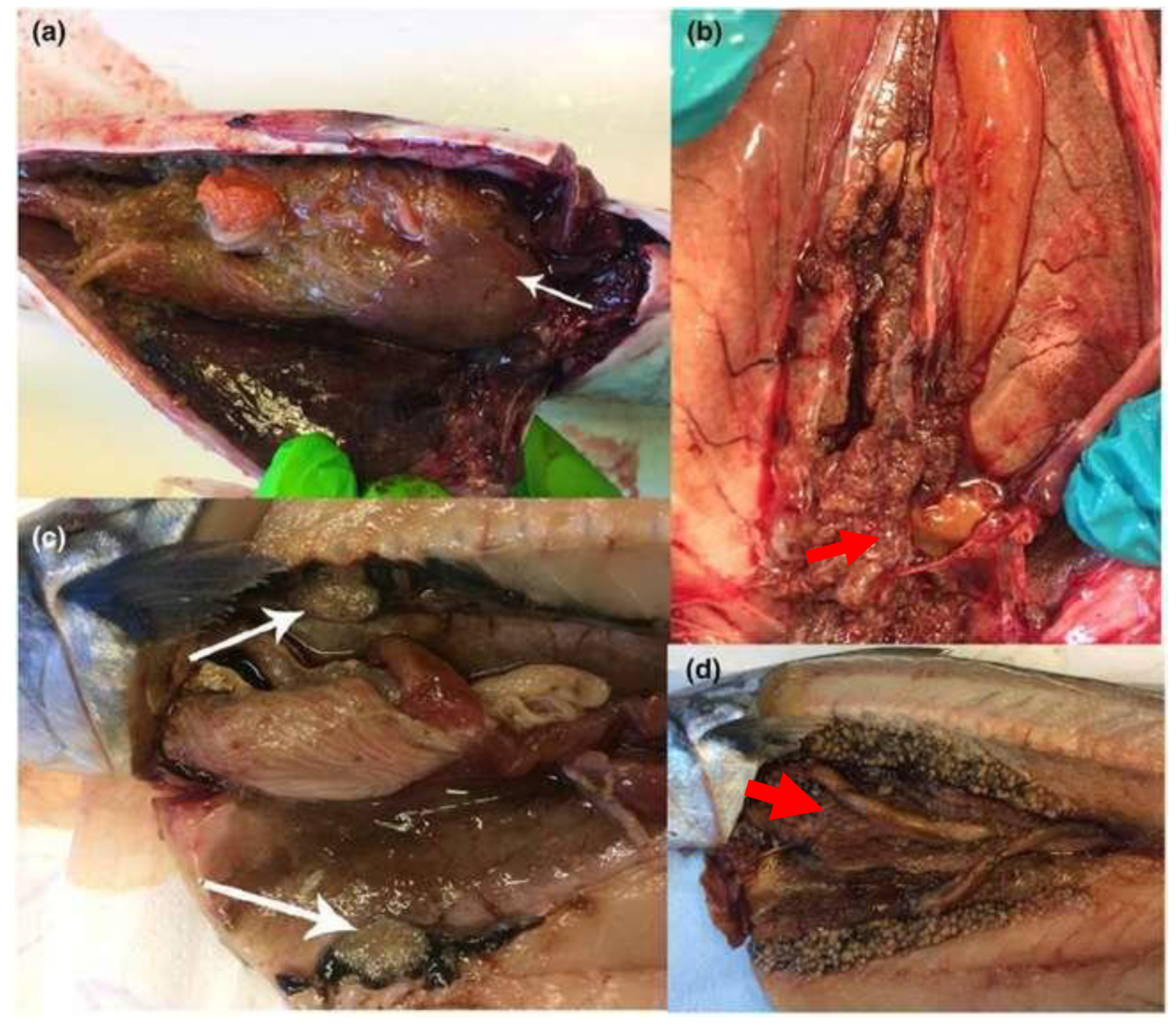 Preprints 163514 g015