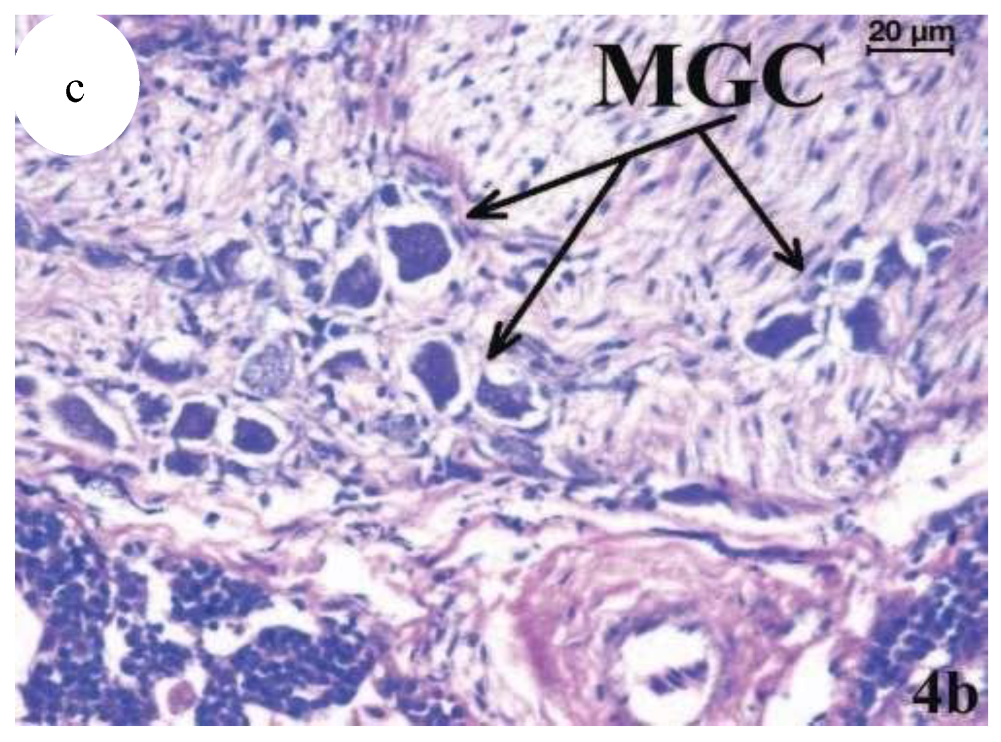 Preprints 163514 g021