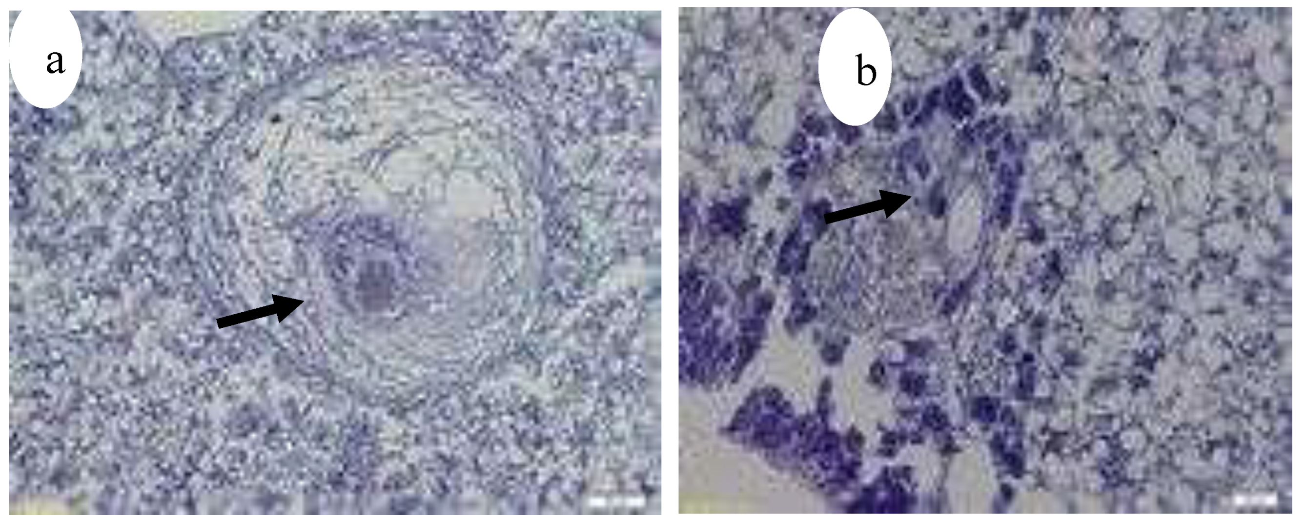Preprints 163514 g025