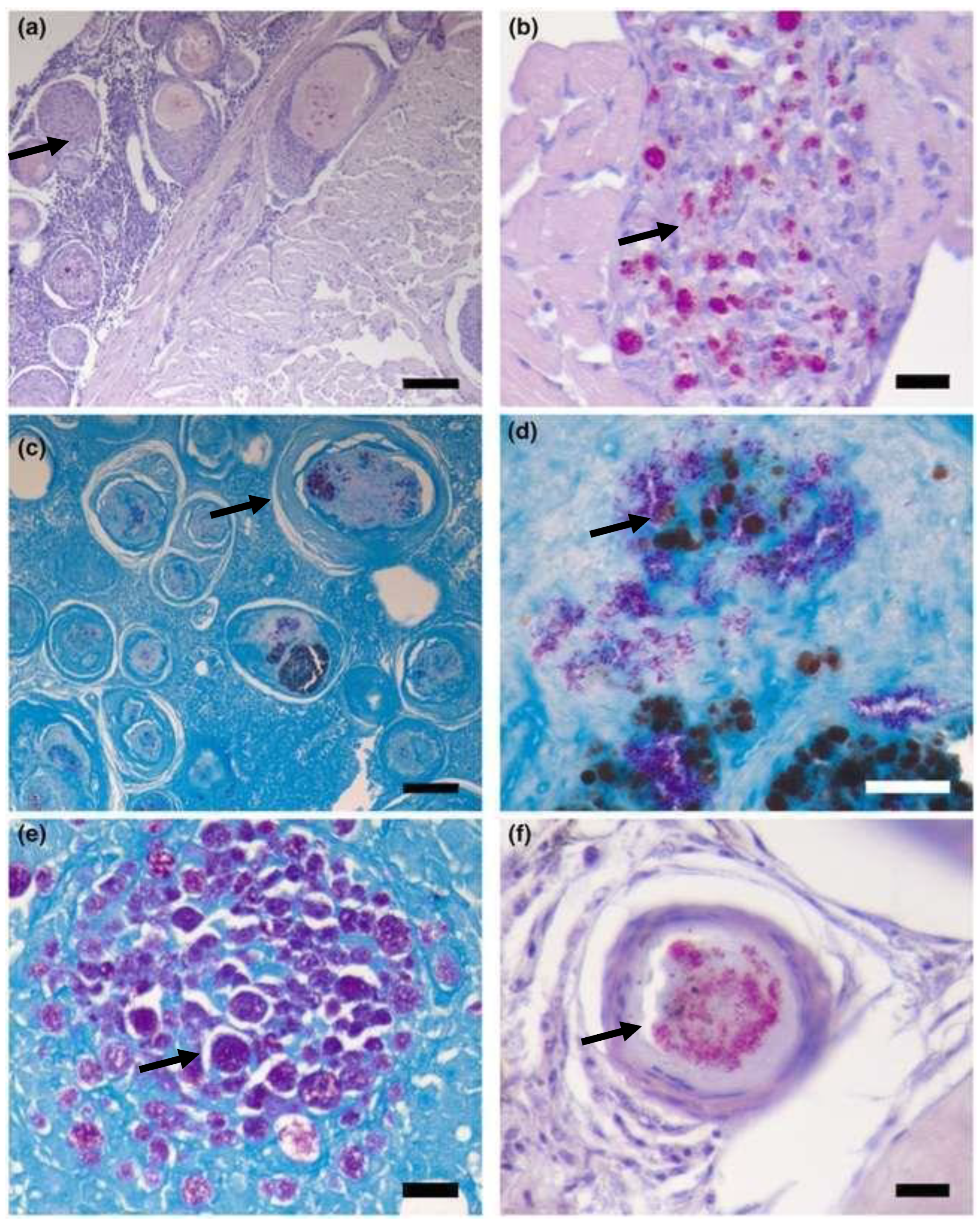 Preprints 163514 g026