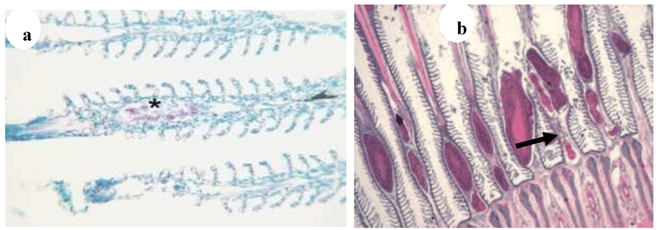 Preprints 163514 g027