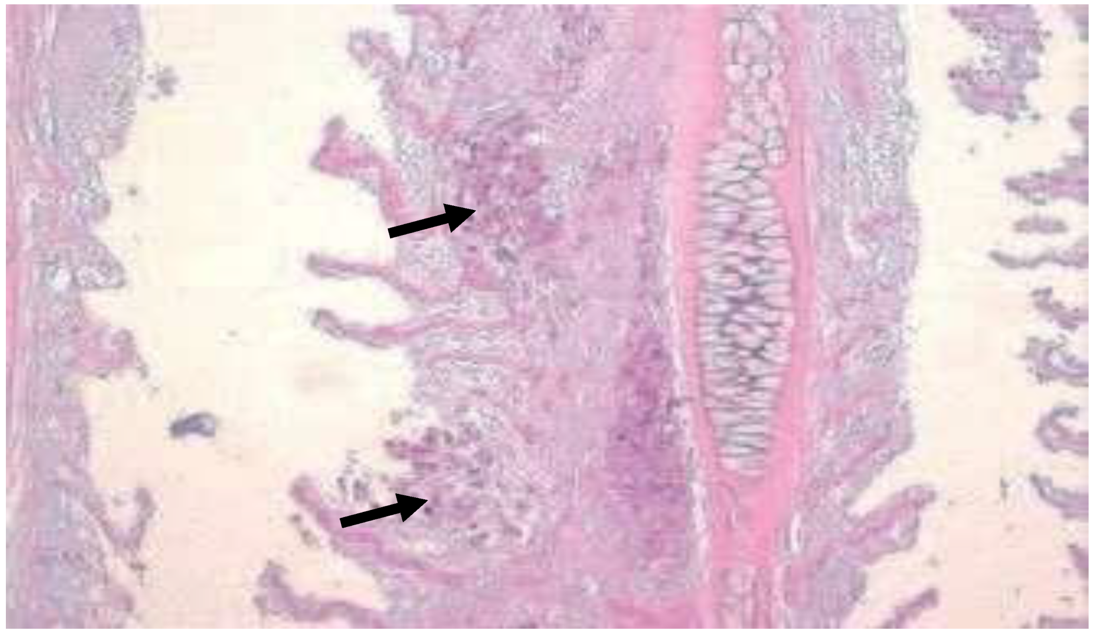 Preprints 163514 g028