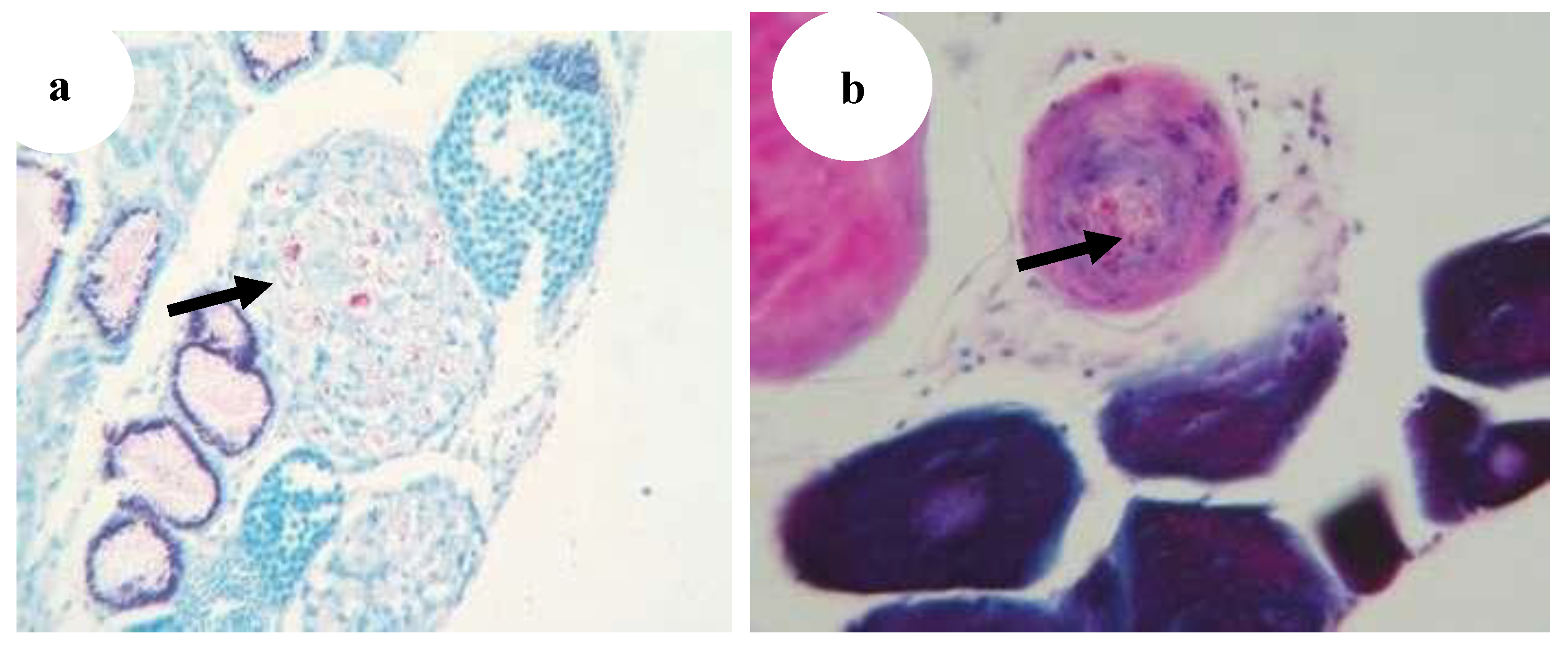 Preprints 163514 g030