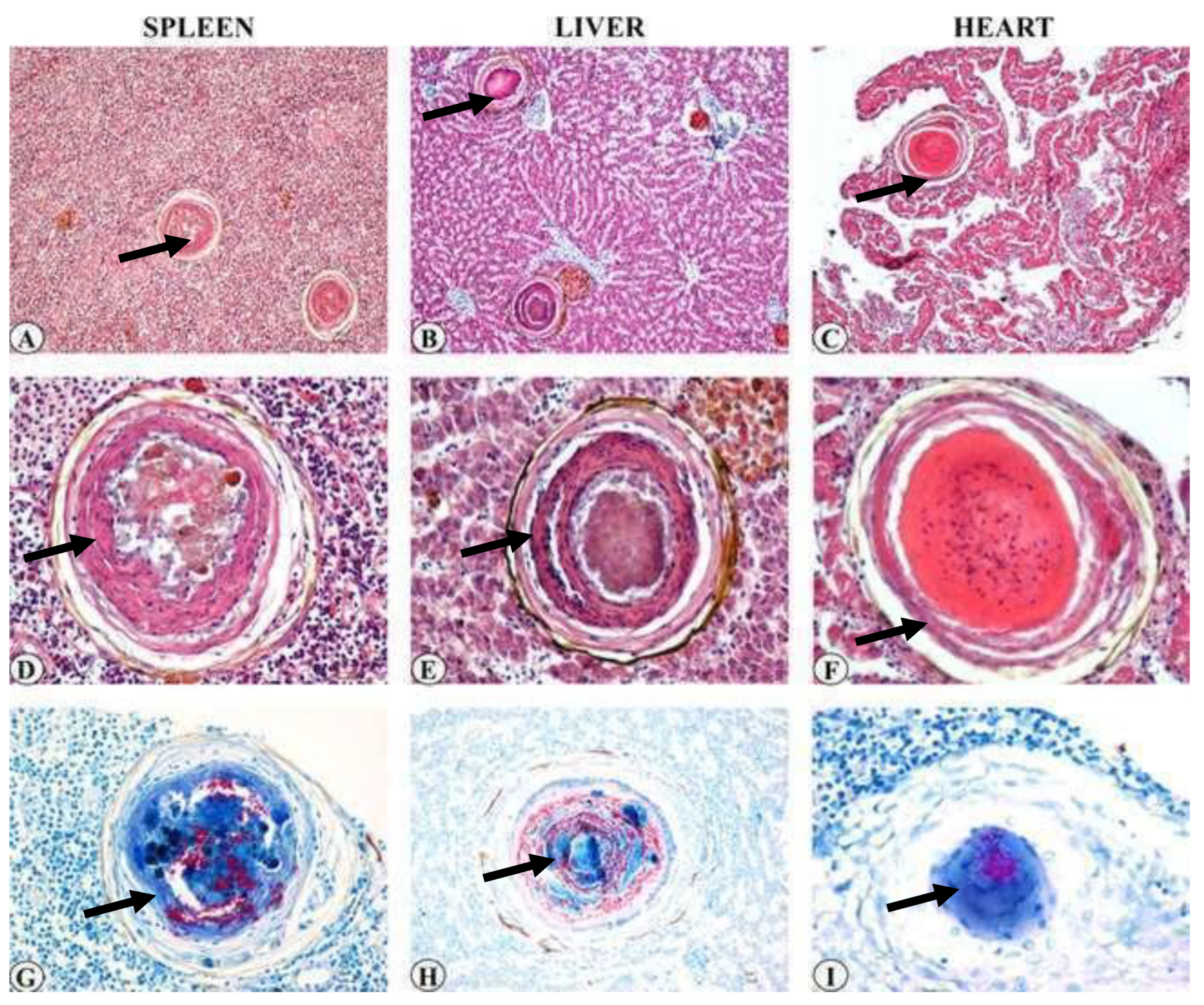 Preprints 163514 g031