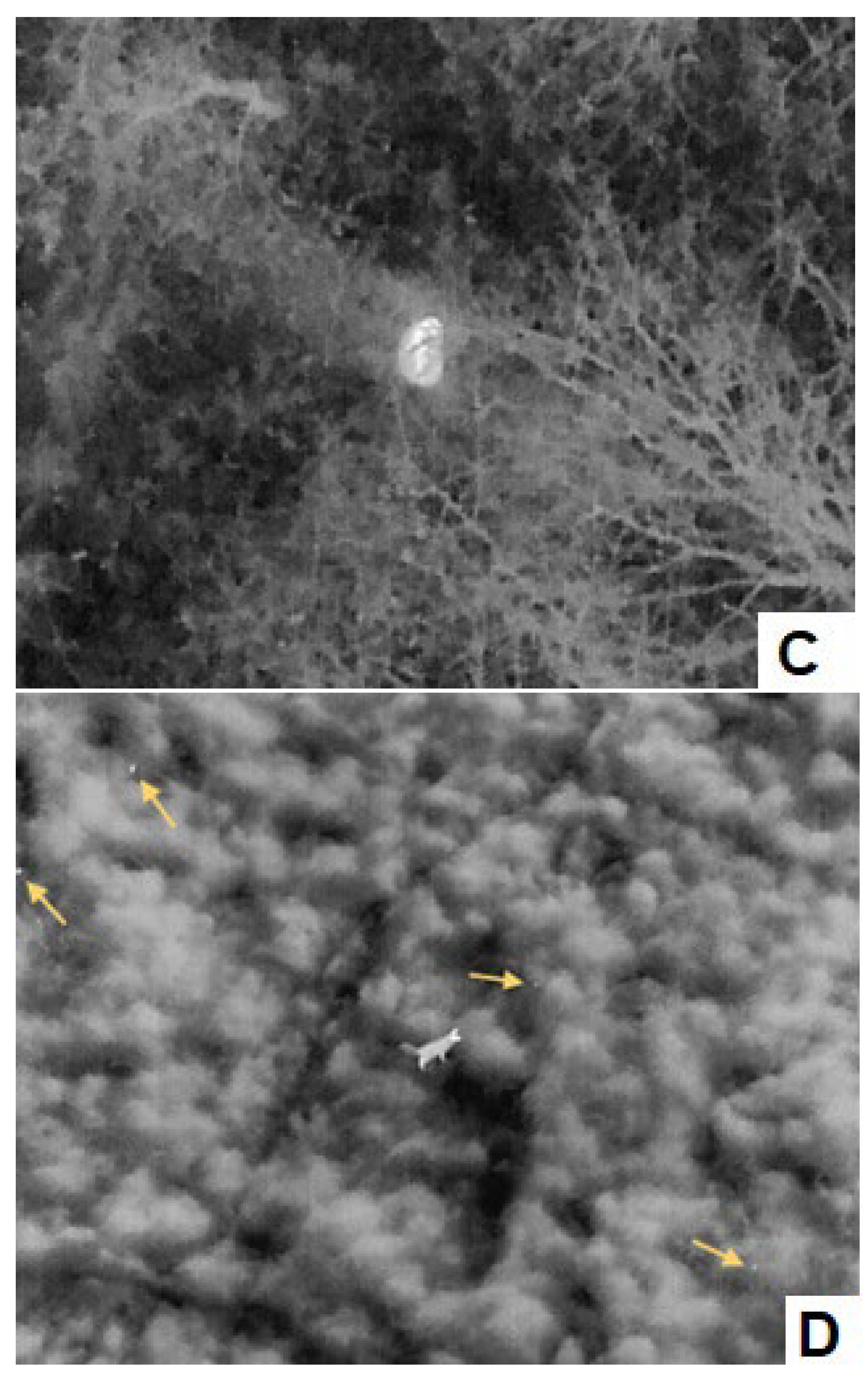 Preprints 148063 g001b