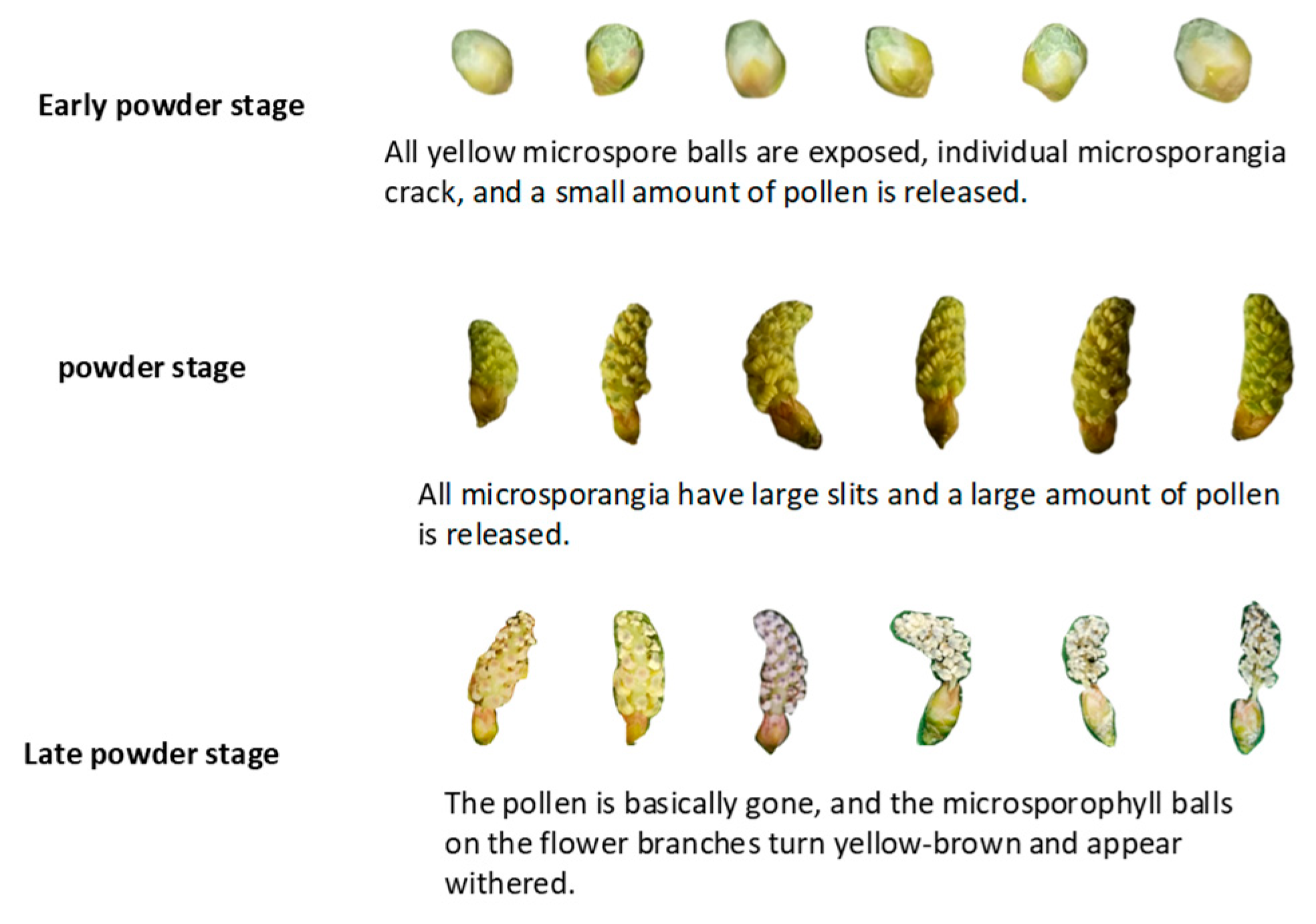 Preprints 195430 g002