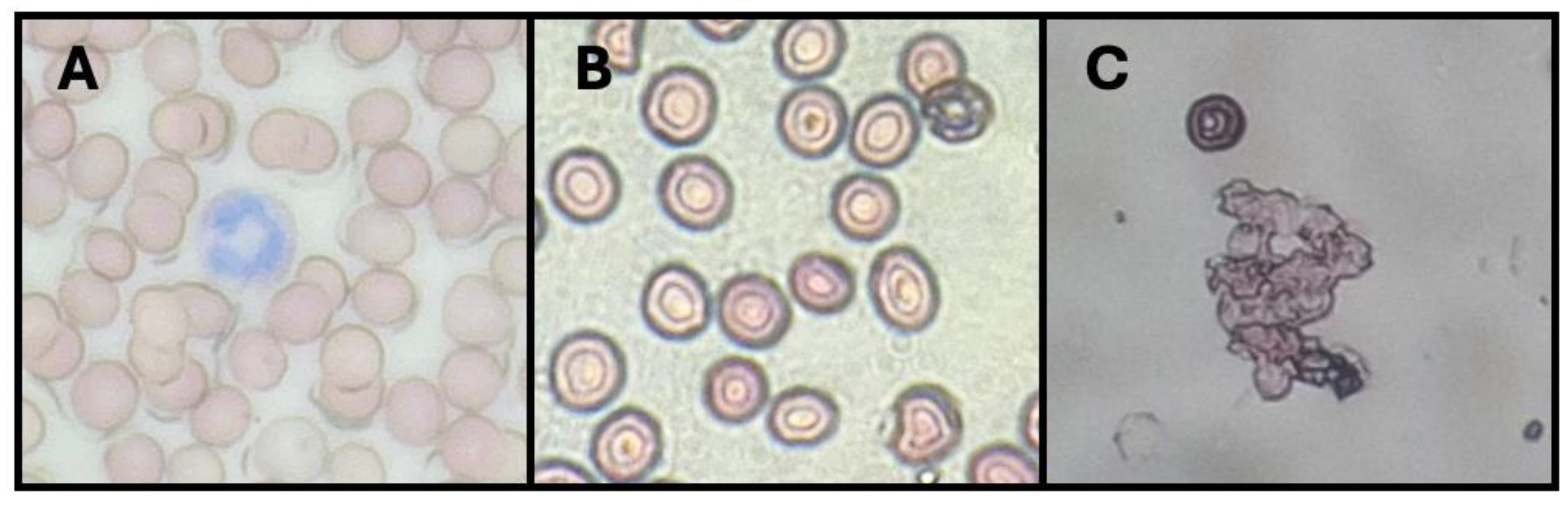 Preprints 153206 g003