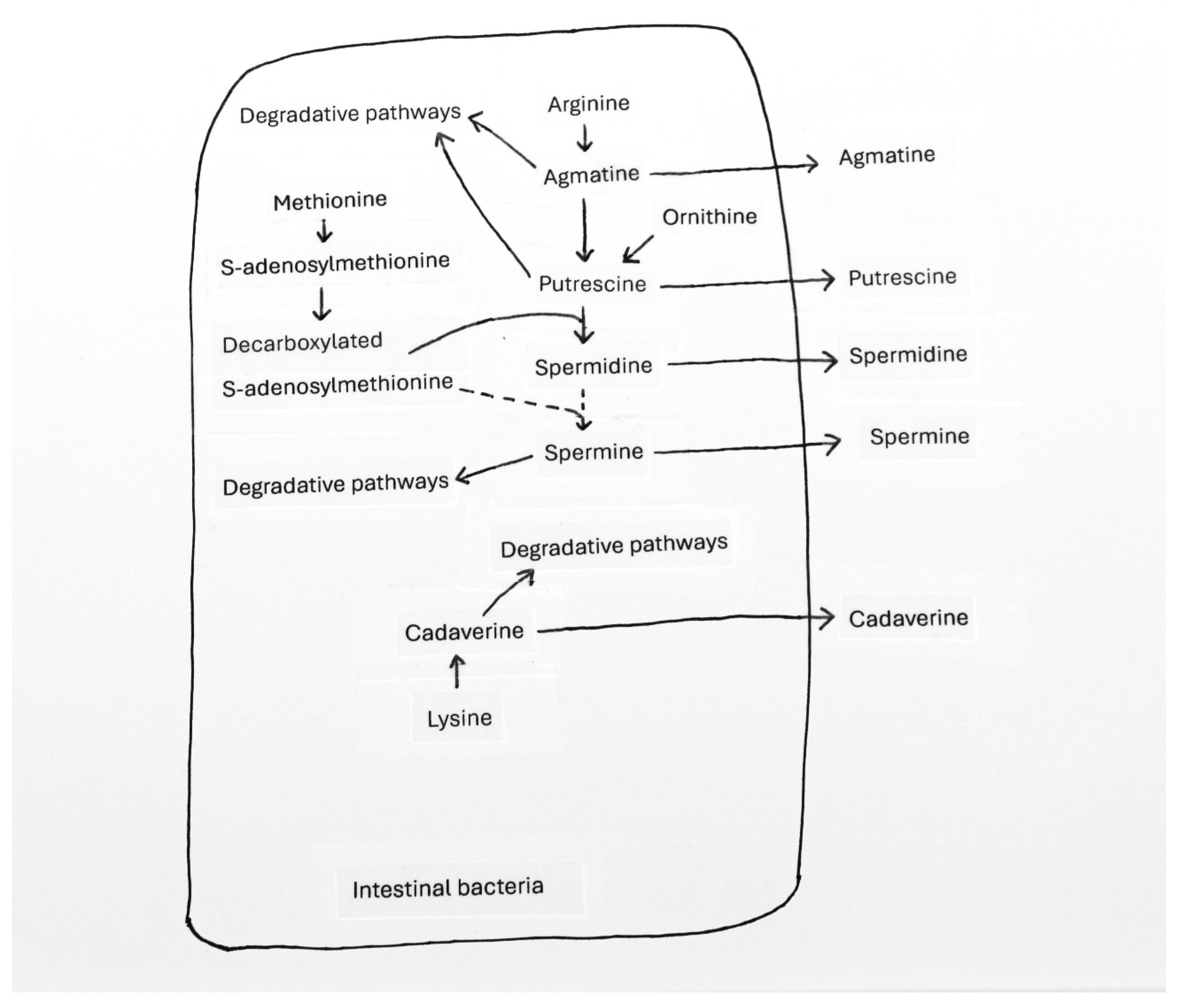 Preprints 181710 g002