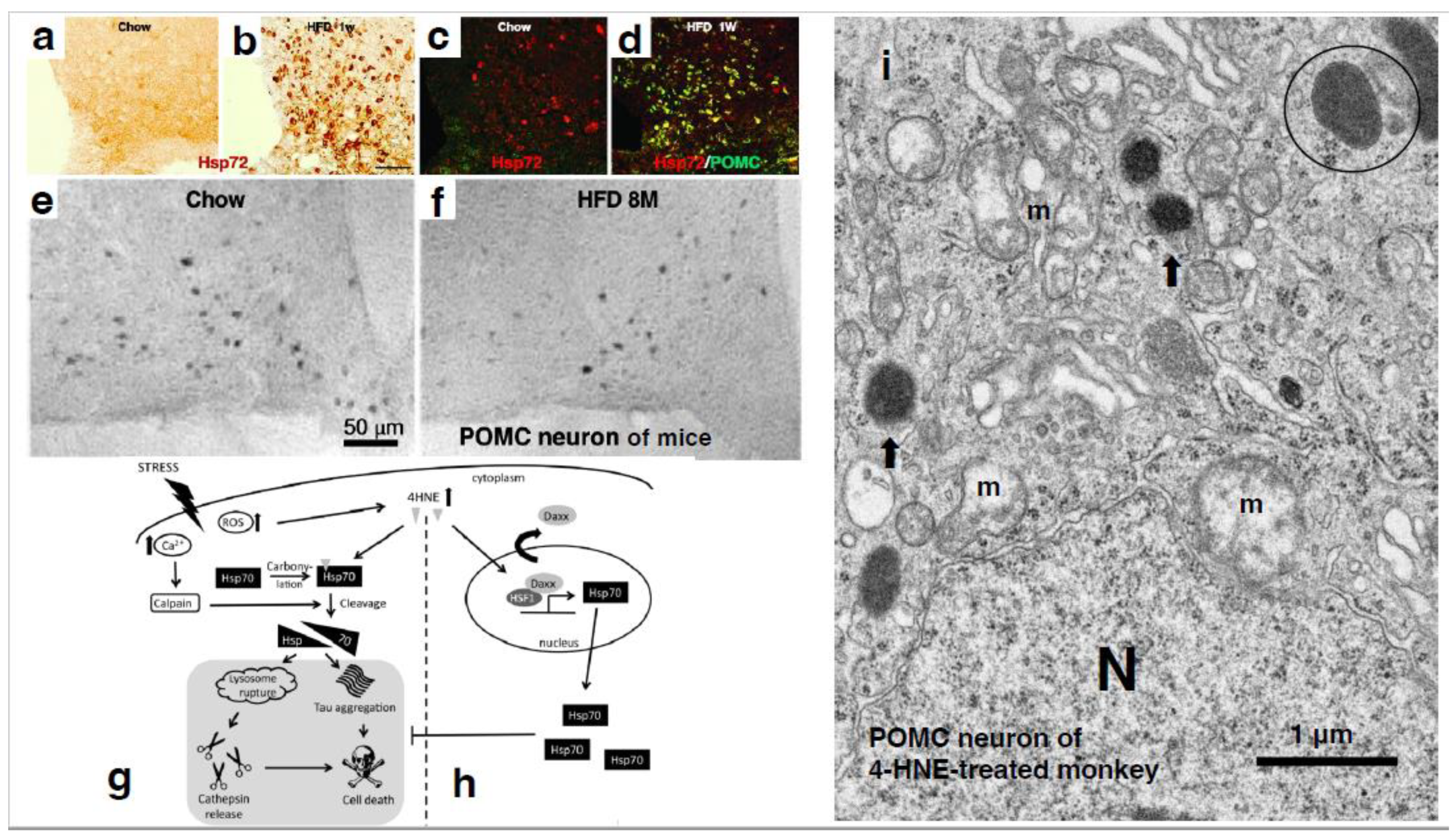 Preprints 139989 g004