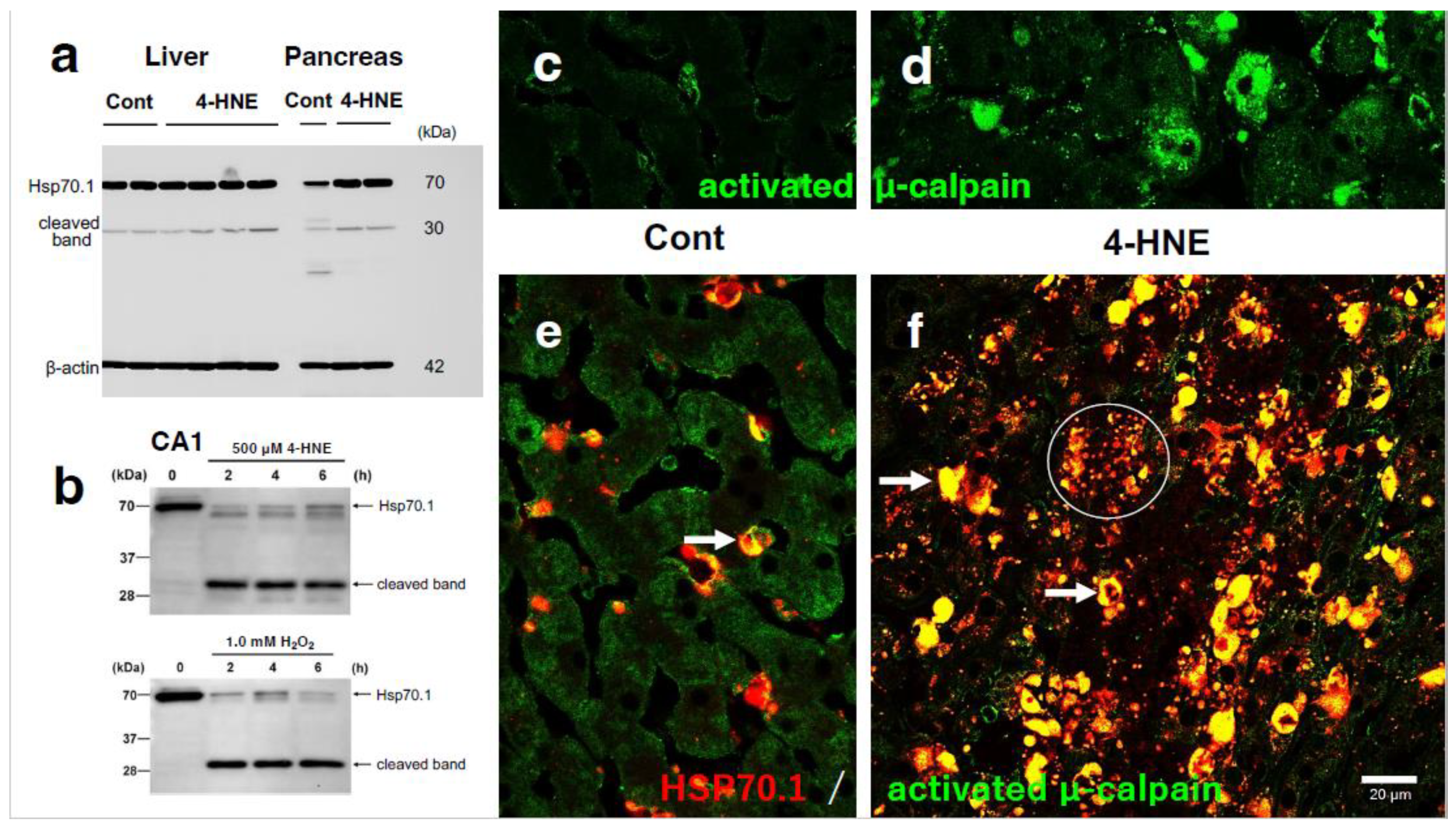 Preprints 139989 g008