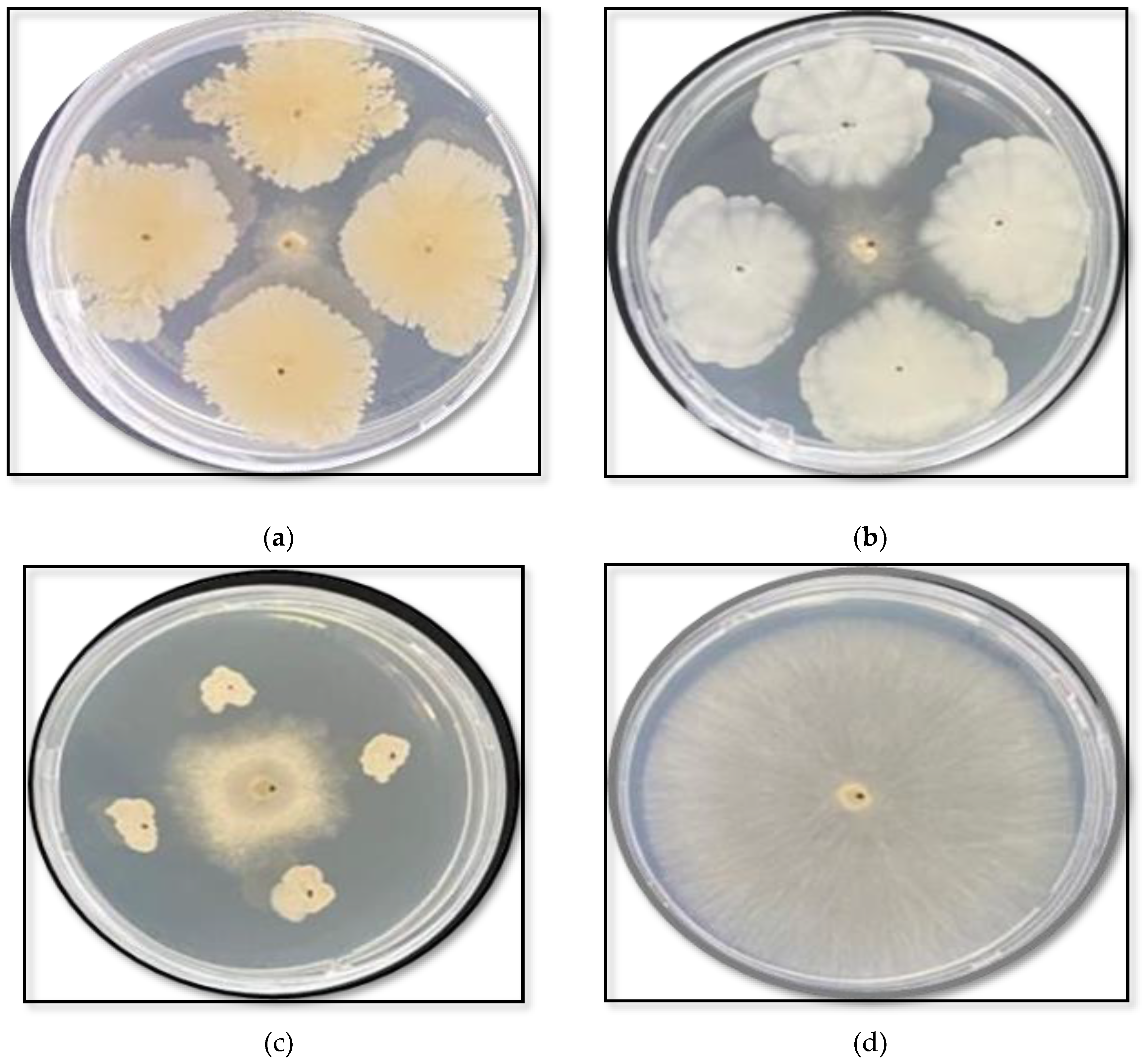 Preprints 190382 g001