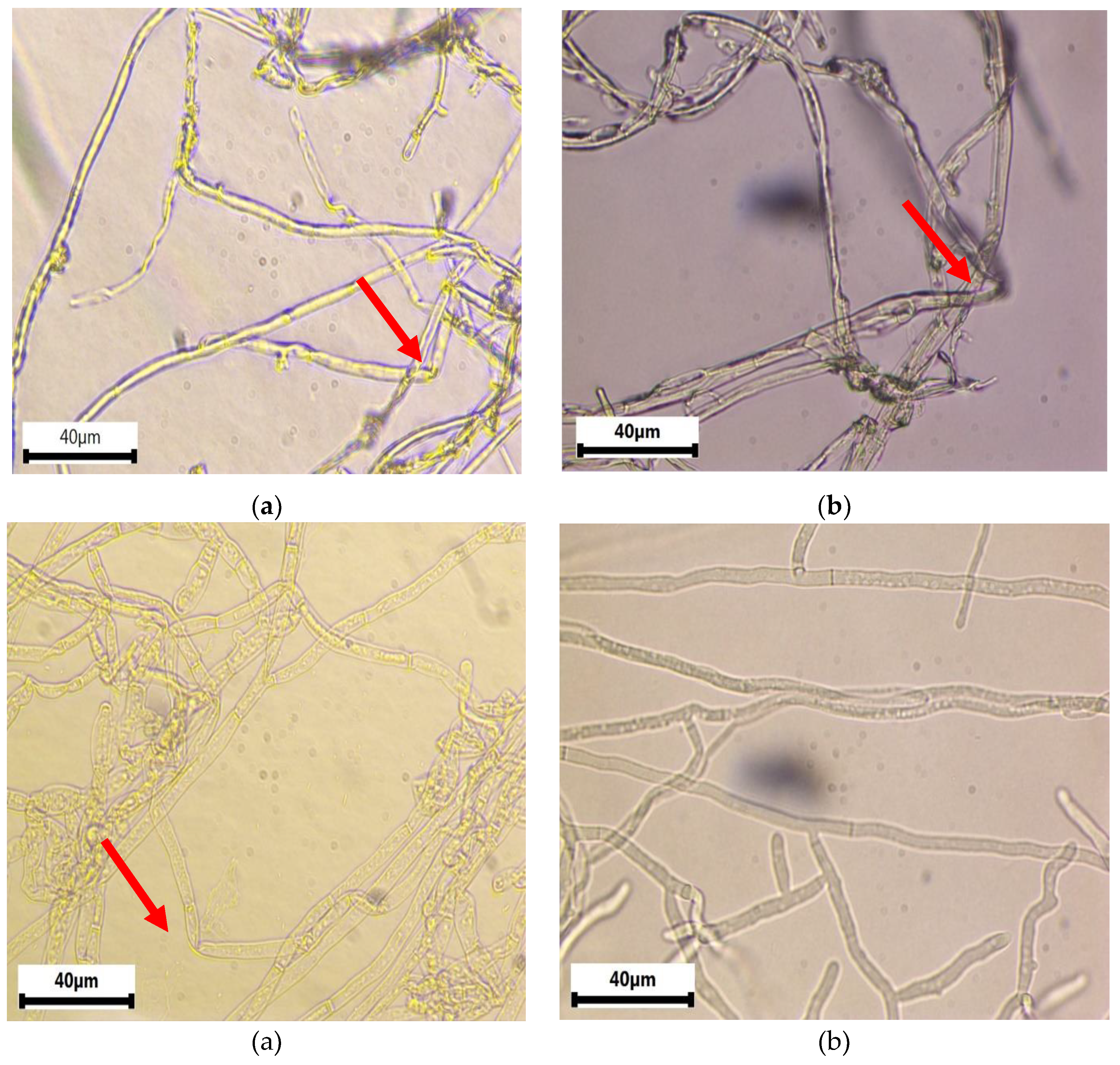 Preprints 190382 g003