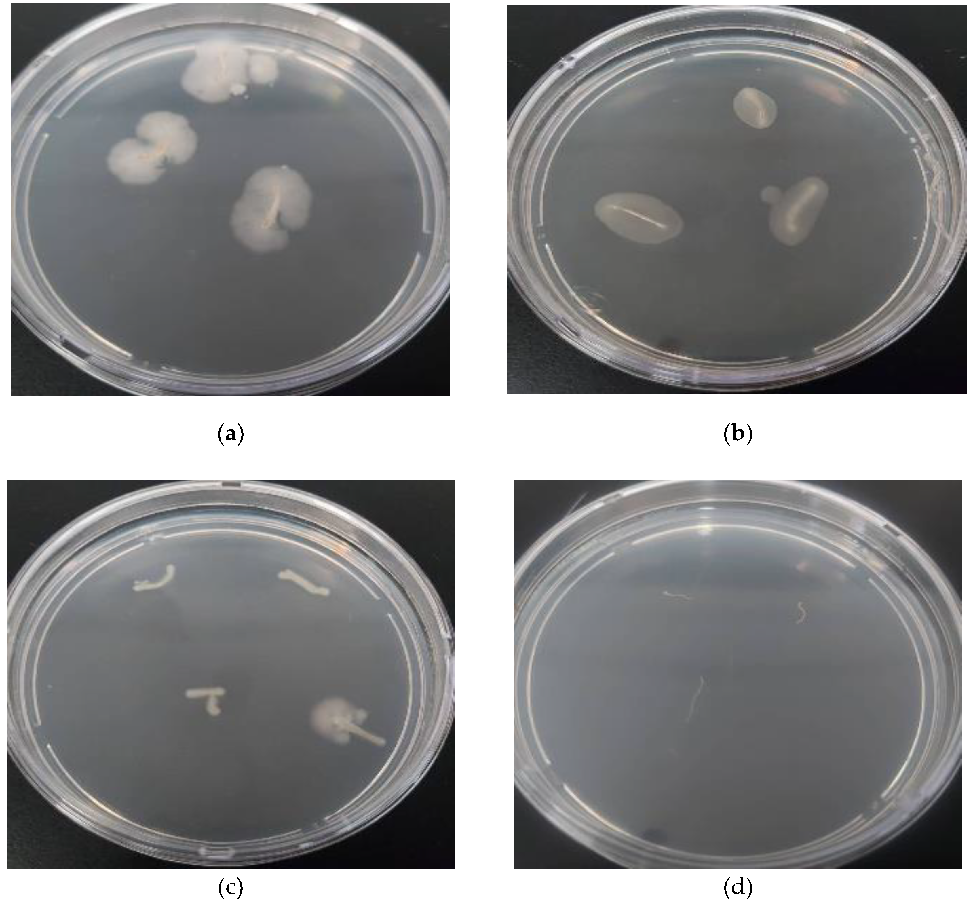 Preprints 190382 g004