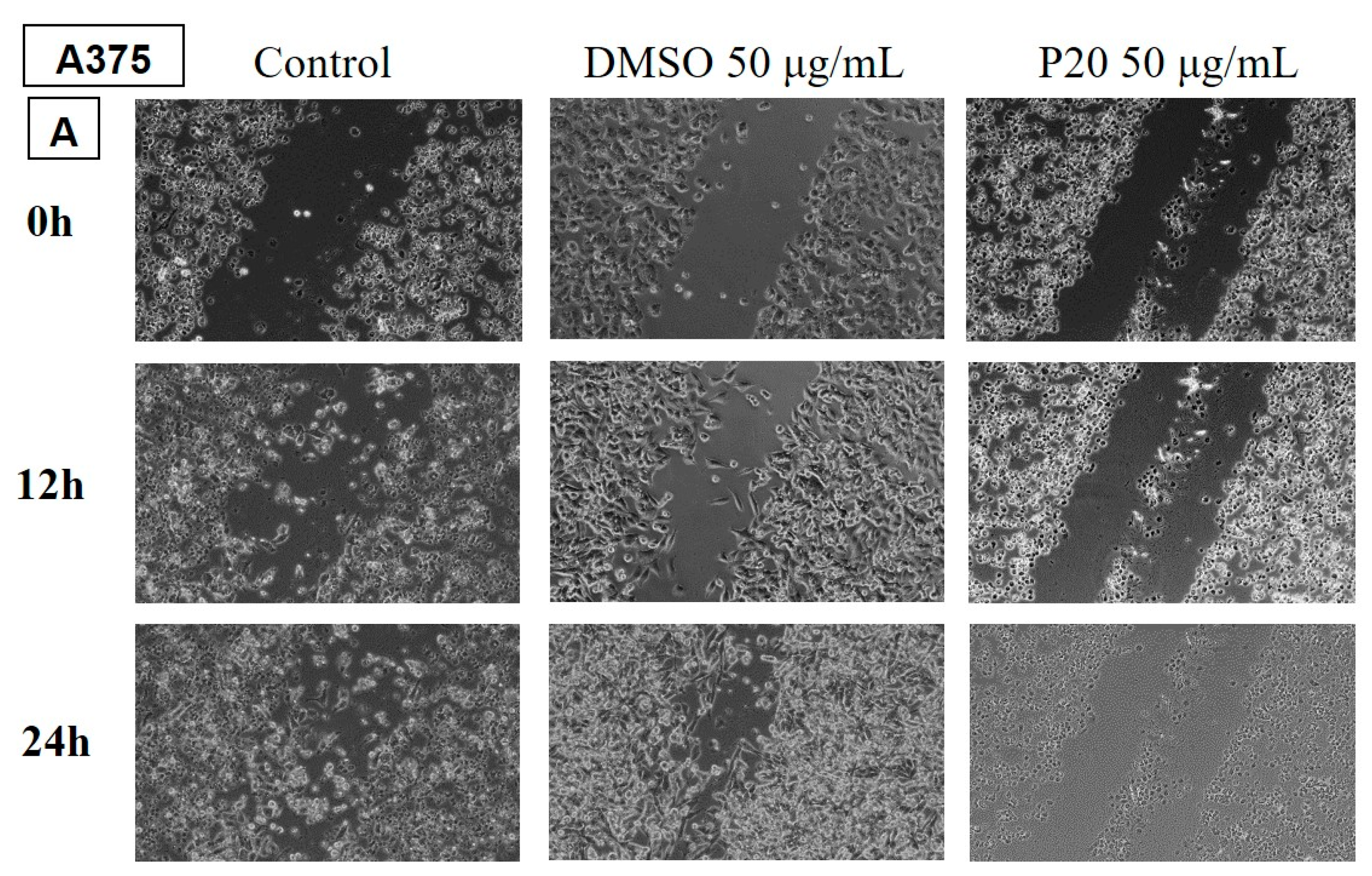 Preprints 142918 g007