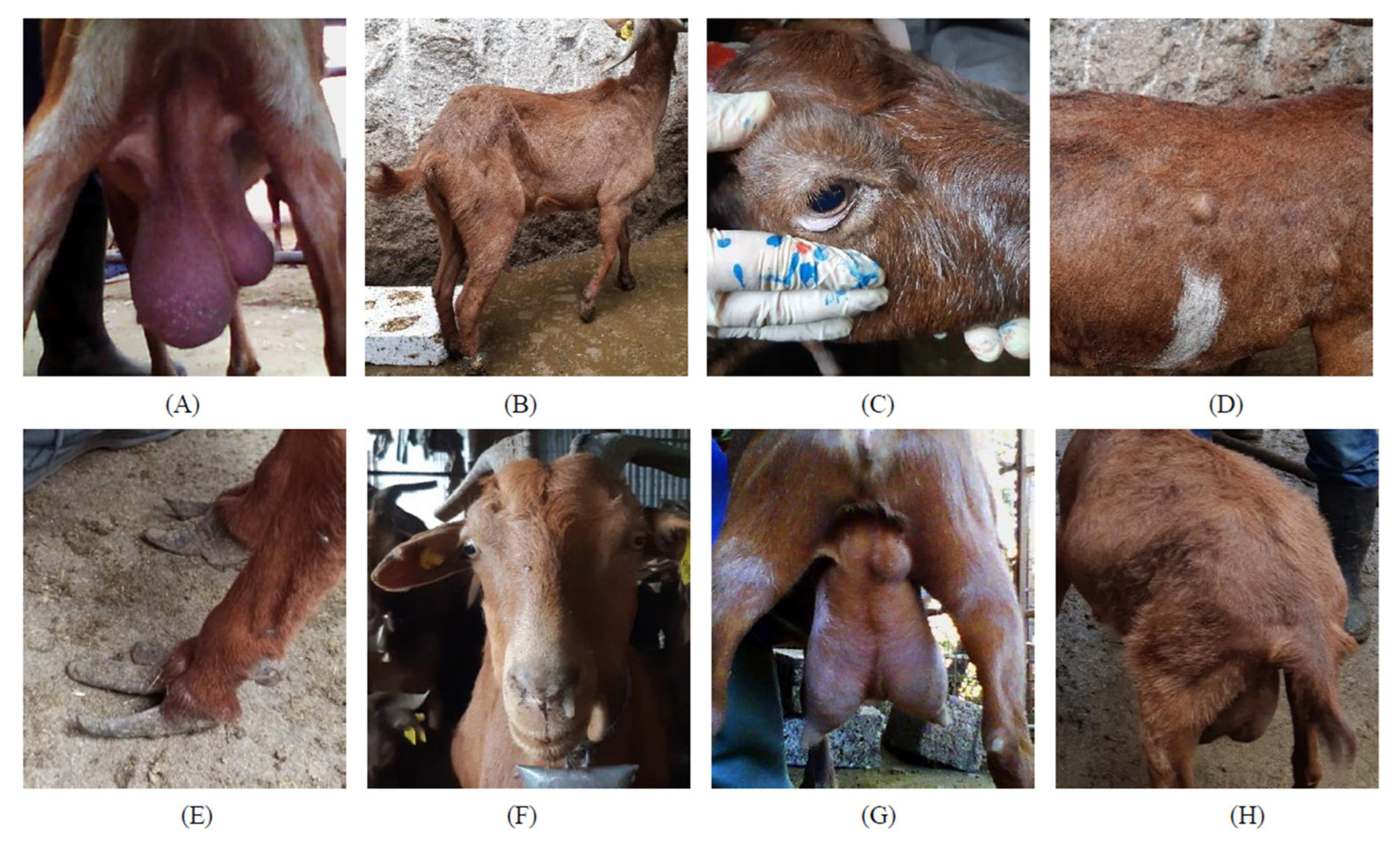 Preprints 153460 g001