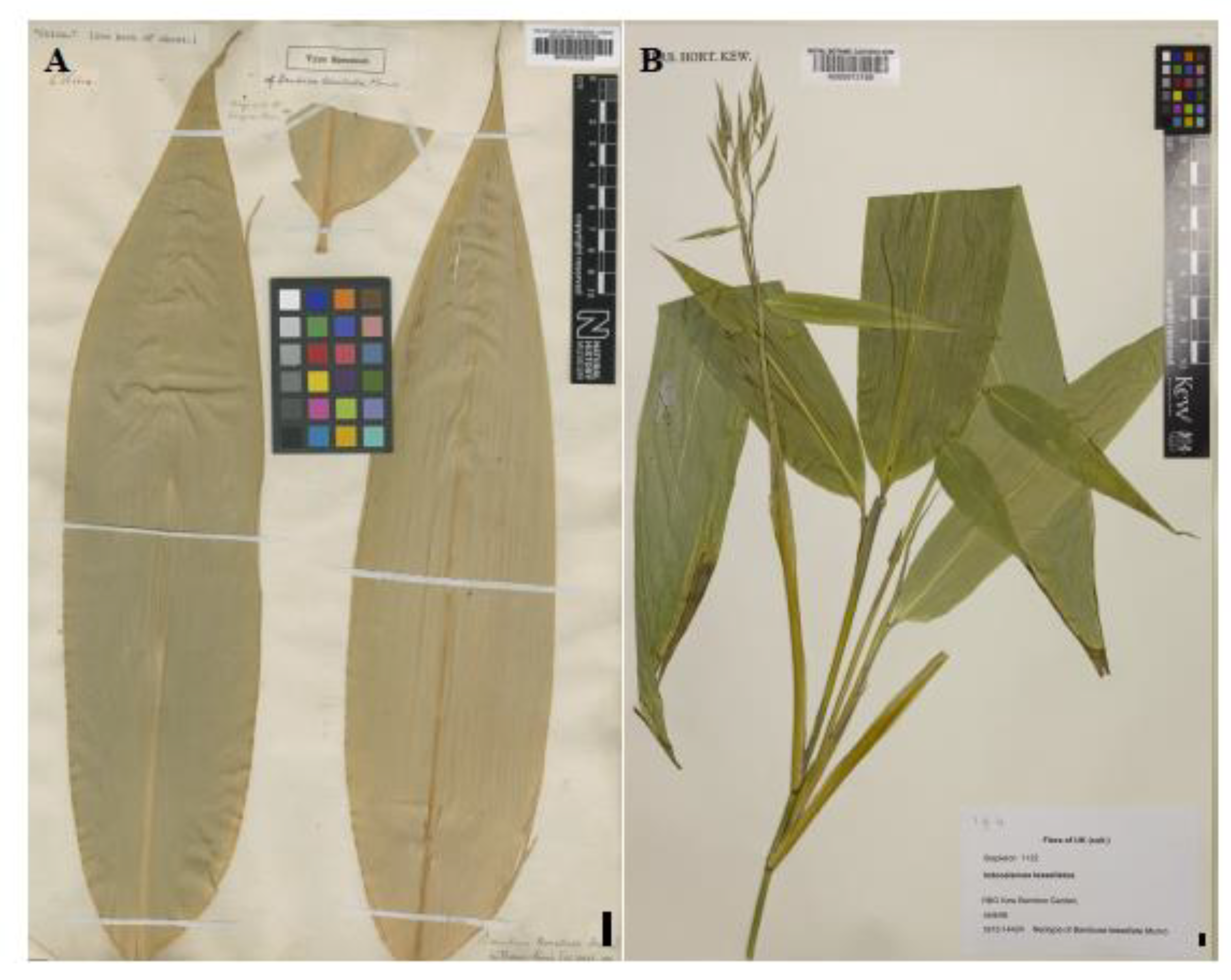 Preprints 146800 g004