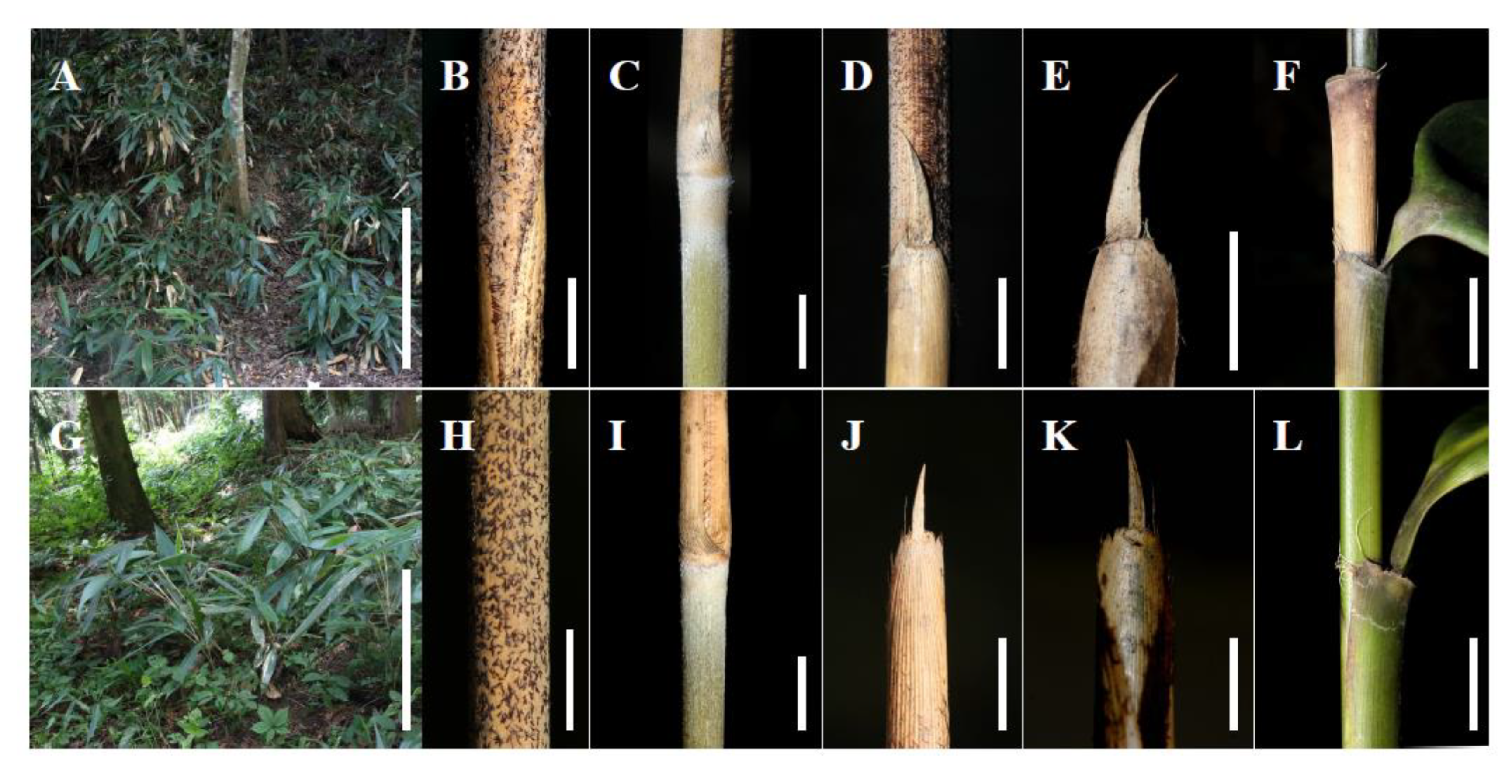 Preprints 146800 g005