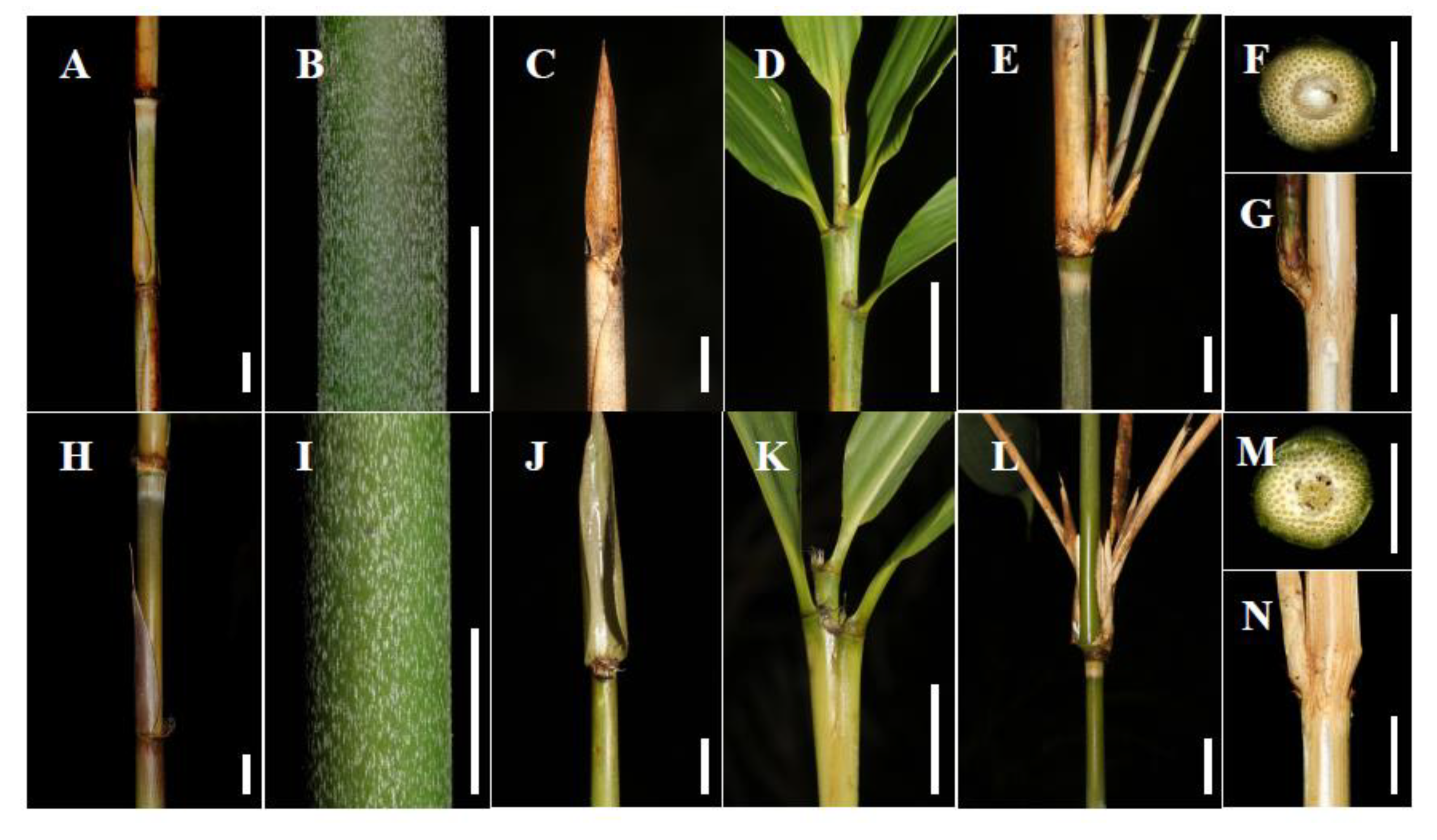 Preprints 146800 g007