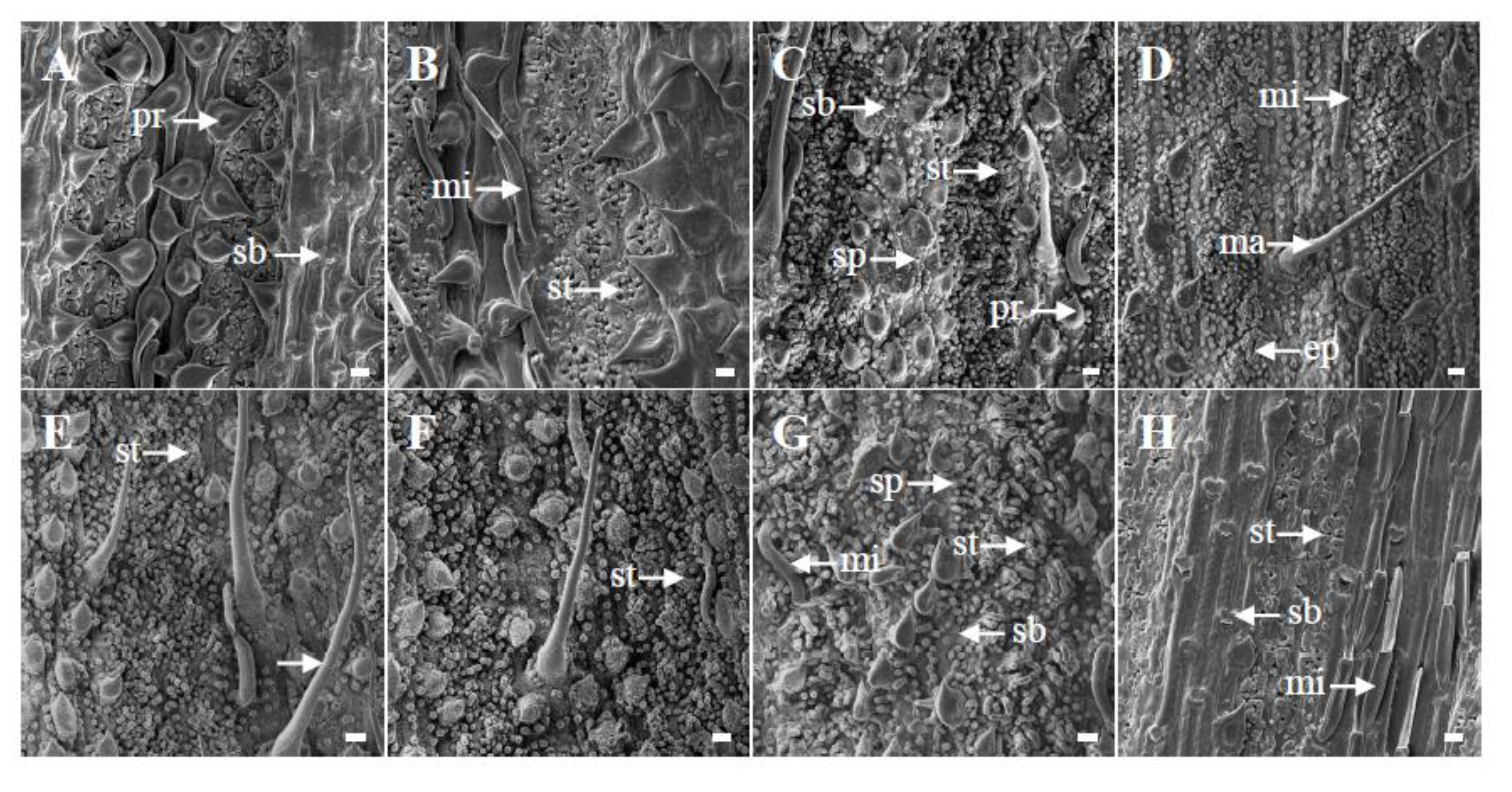 Preprints 146800 g008