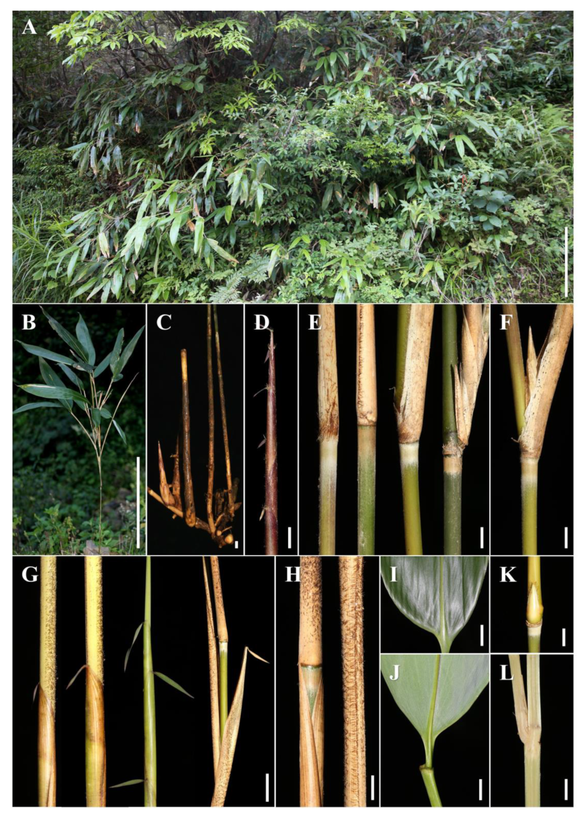 Preprints 146800 g010