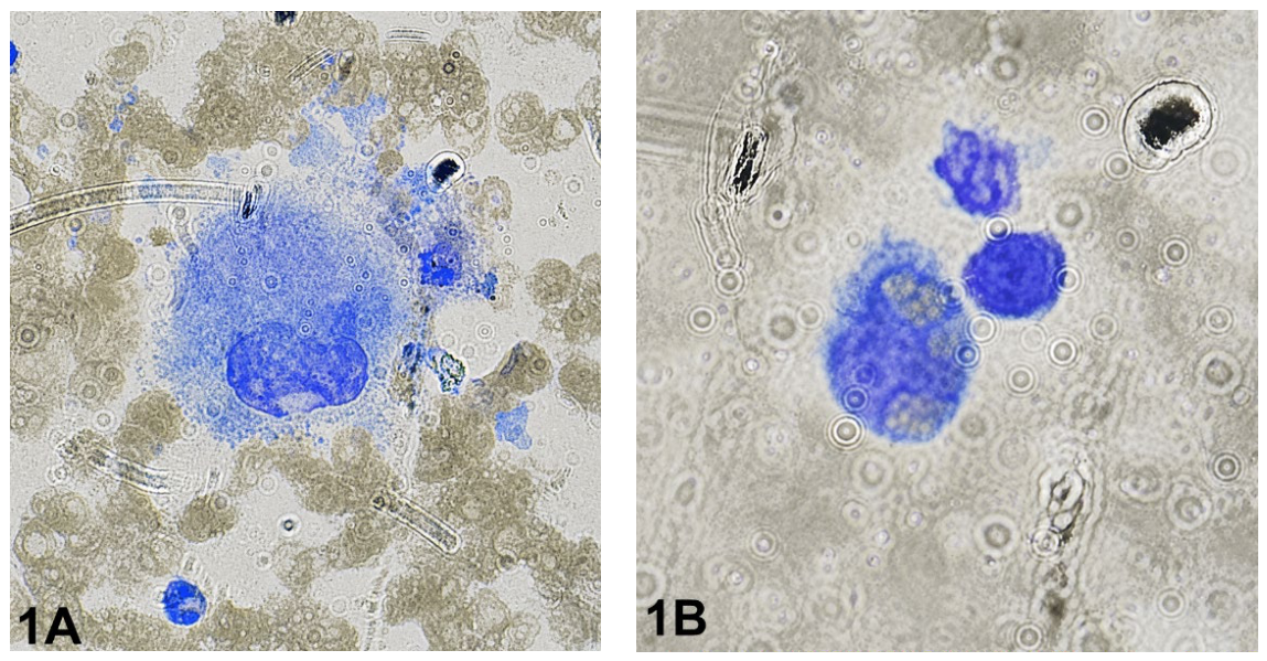 Preprints 221122 g001 Preprints 221122 g001
