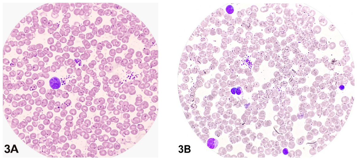 Preprints 221122 g003 Preprints 221122 g003