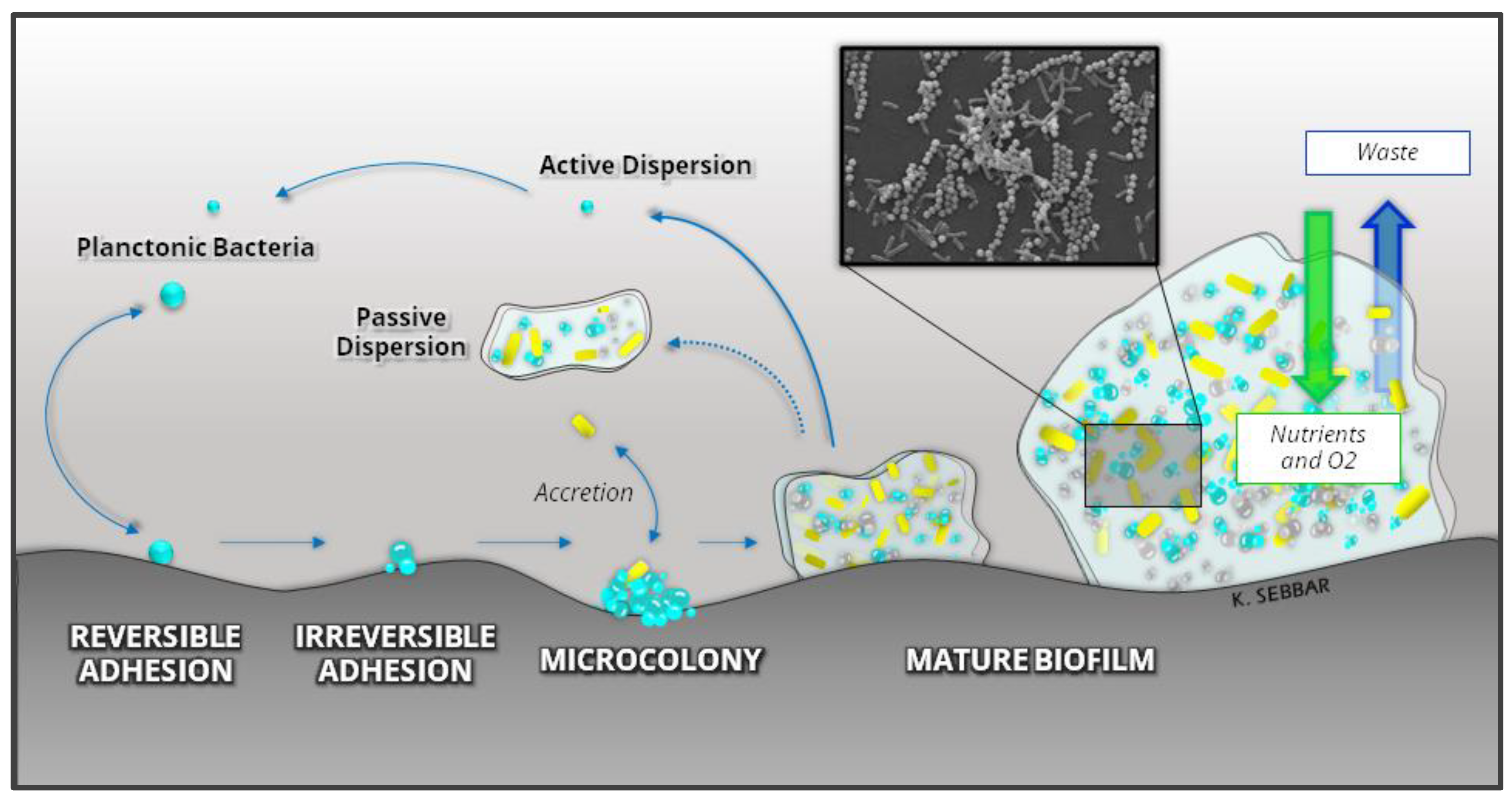 Preprints 96851 g005