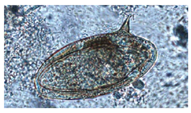 Preprints 228841 i005 Preprints 228841 i005