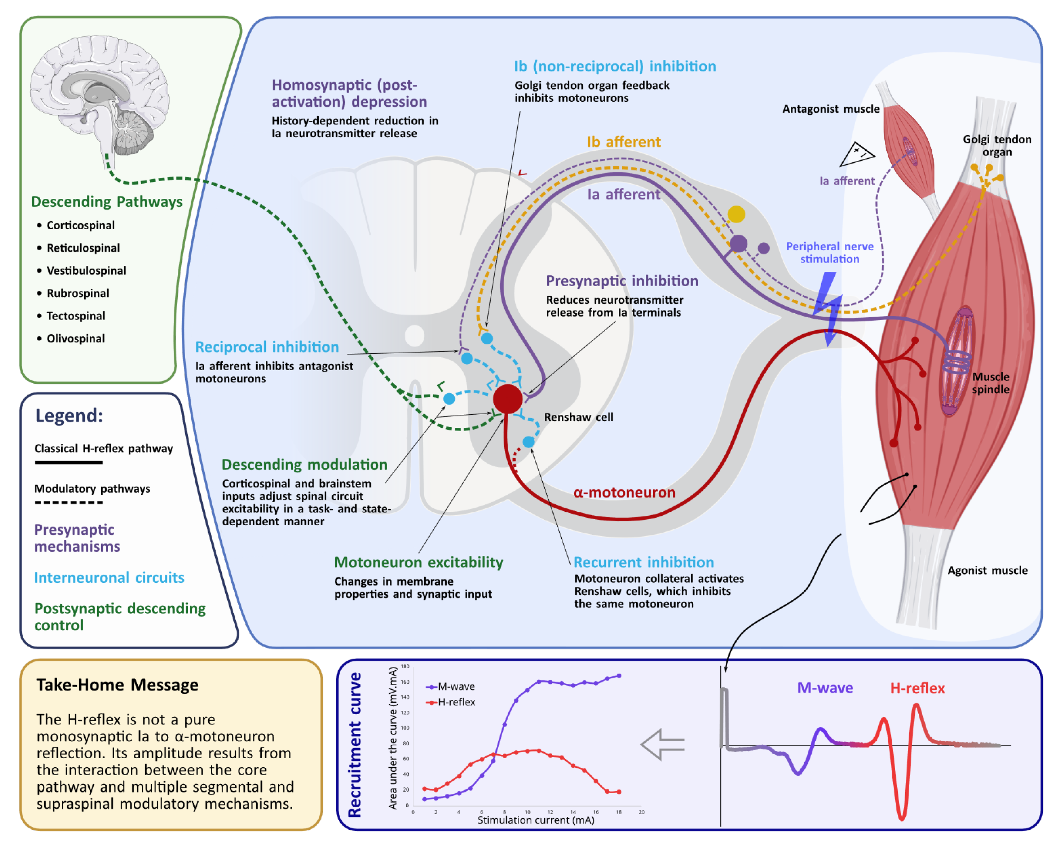 The Hoffmann Reflex[v1] | Preprints.org