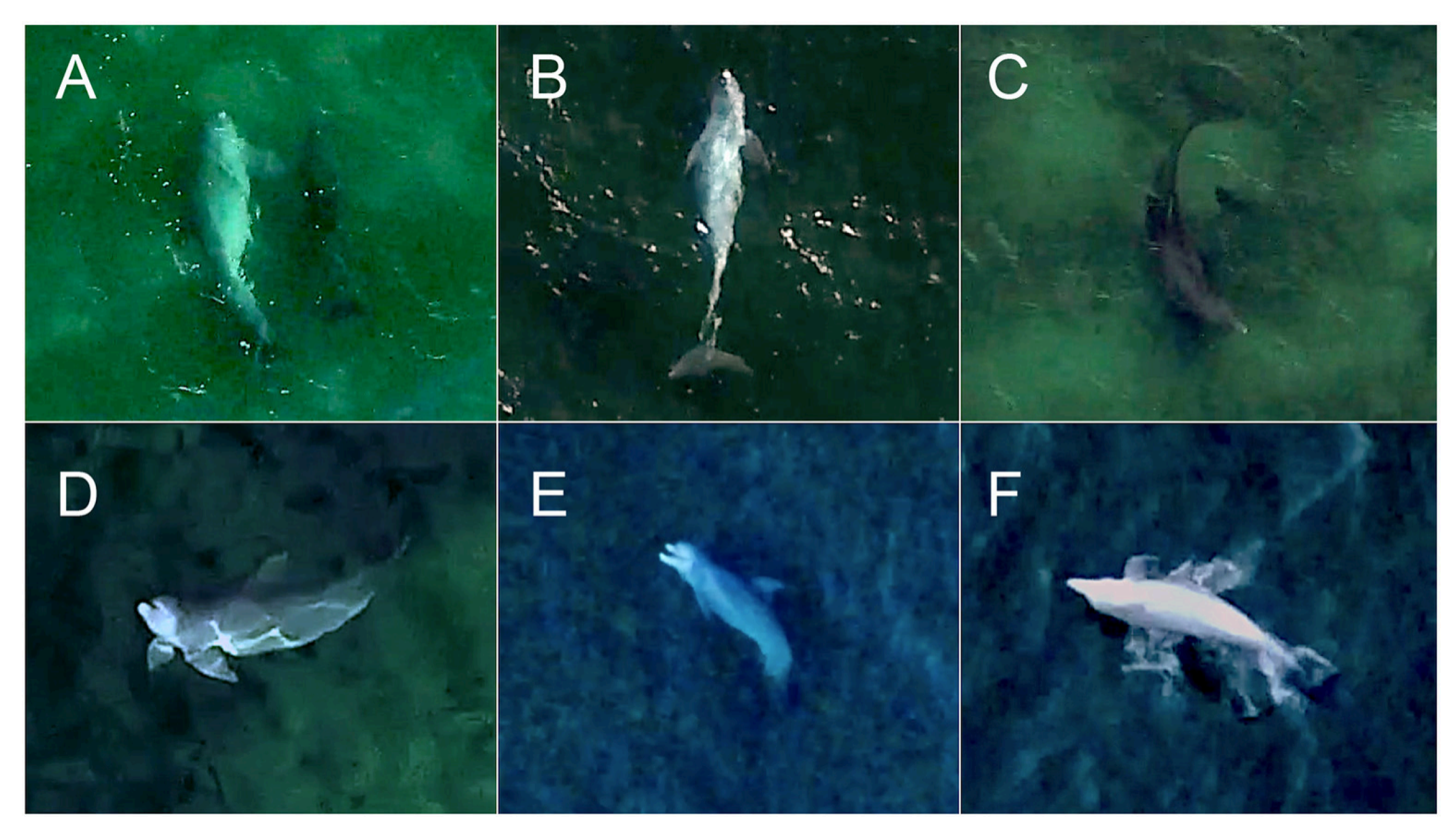 Preprints 156068 g005