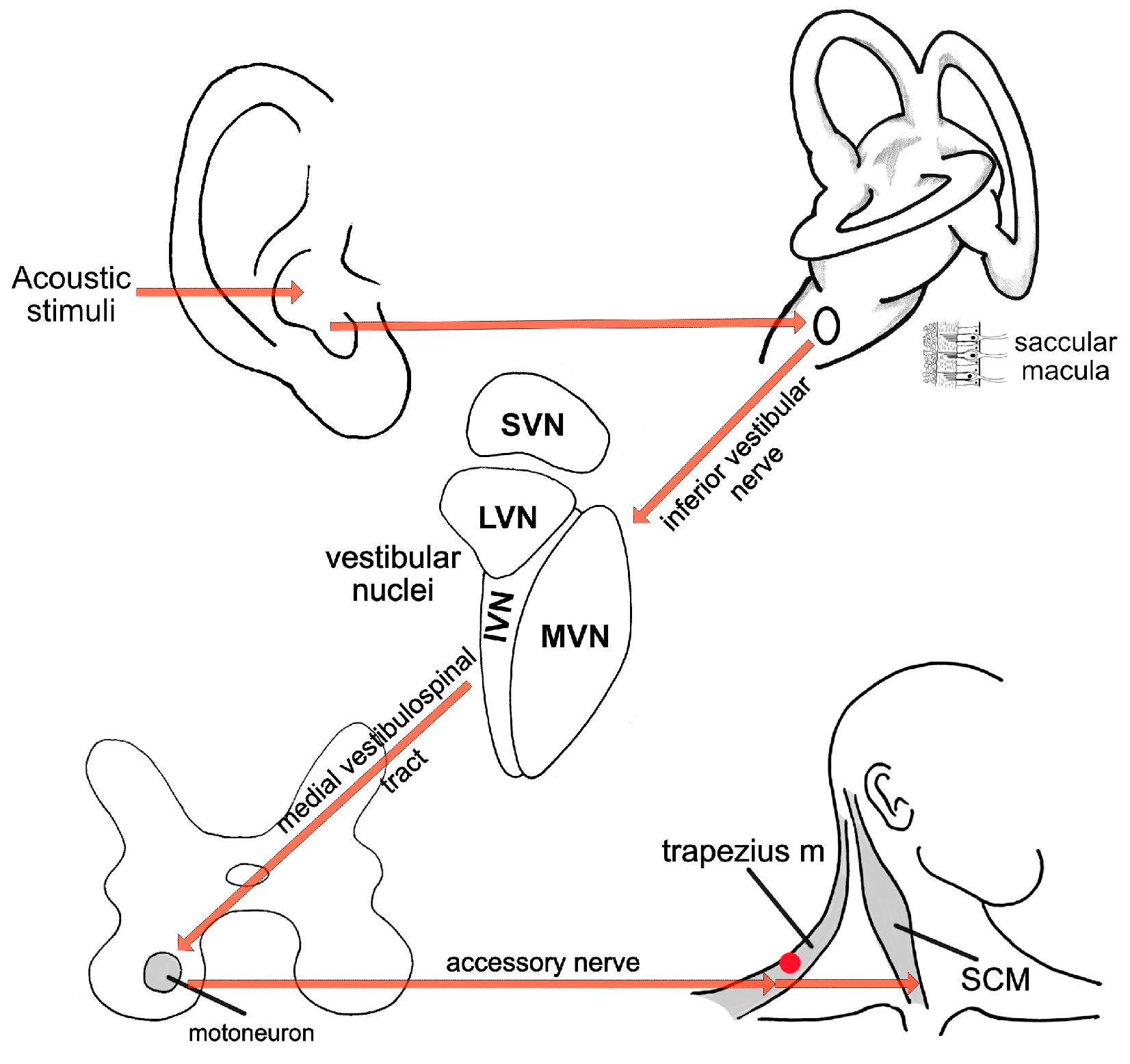 Preprints 172623 g007